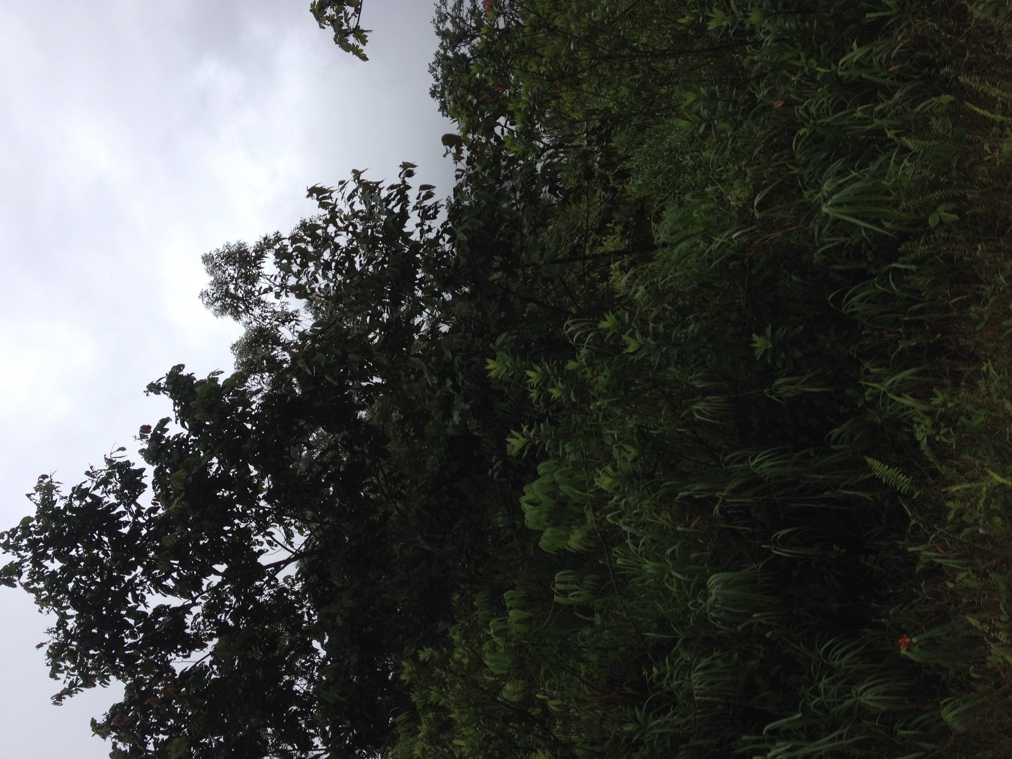 Photo Panama David à Bocas del toro 2015-03 53