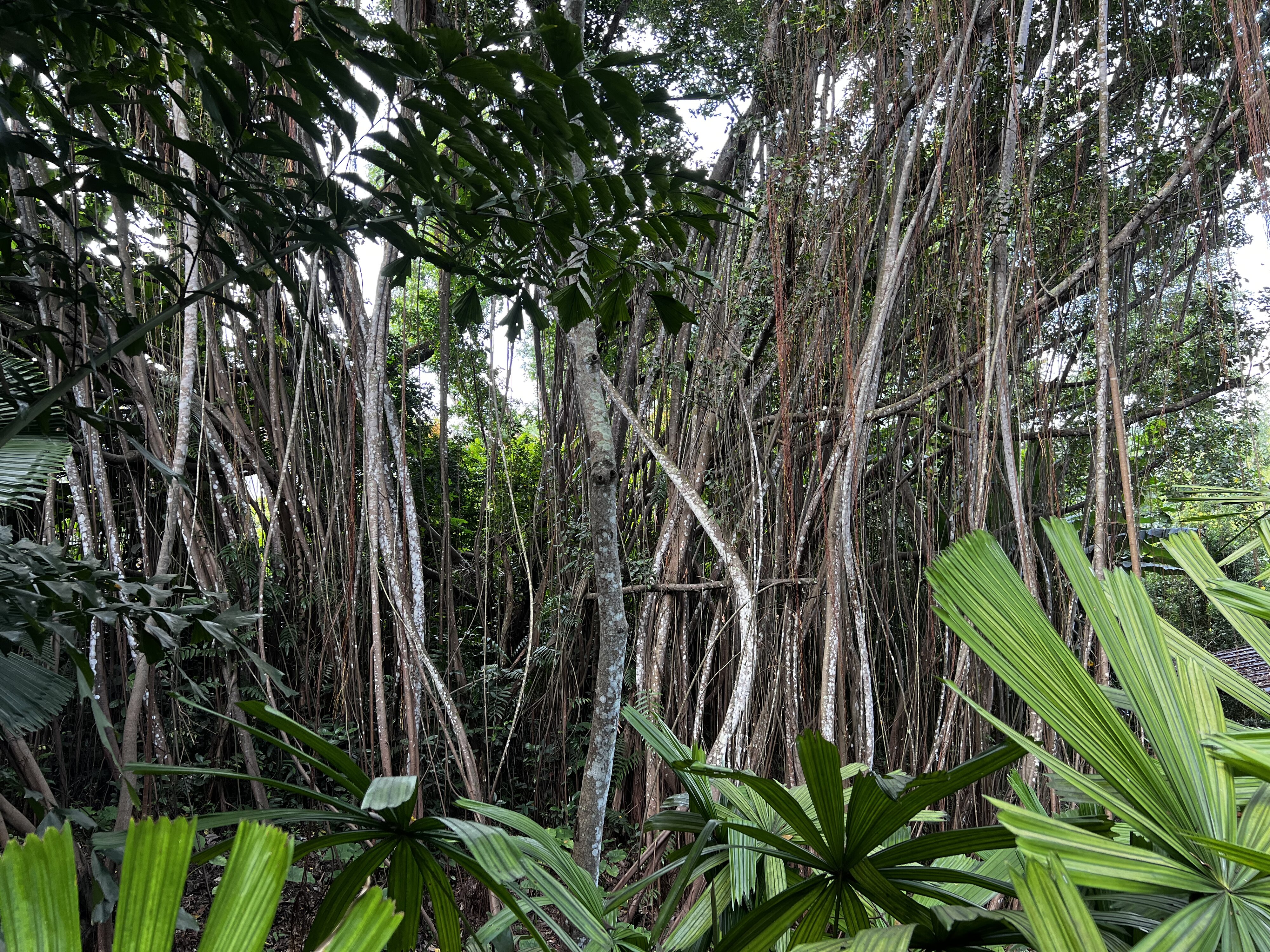 Photo Singapour Jardins botaniques de Singapore 2023-01 24