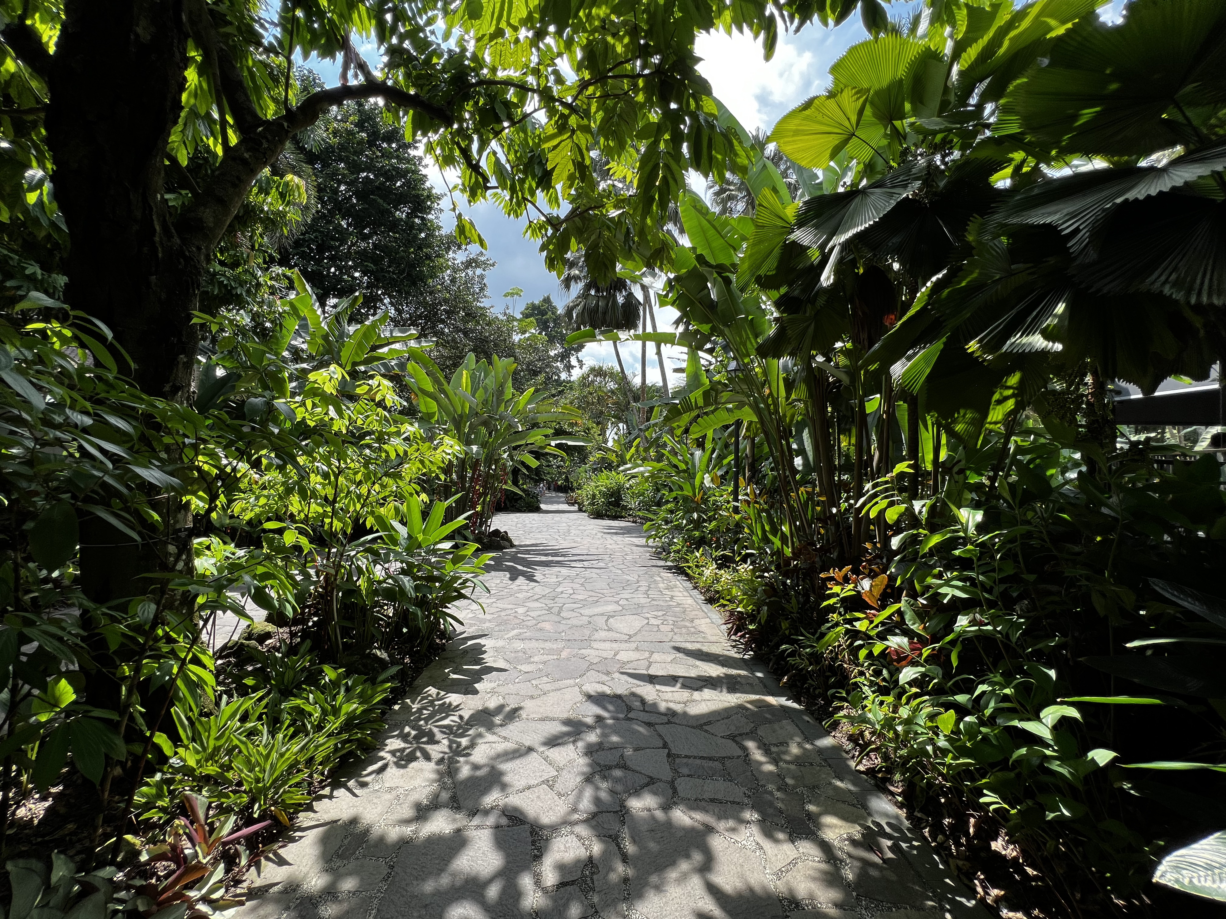 Photo Singapour Jardins botaniques de Singapore 2023-01 67
