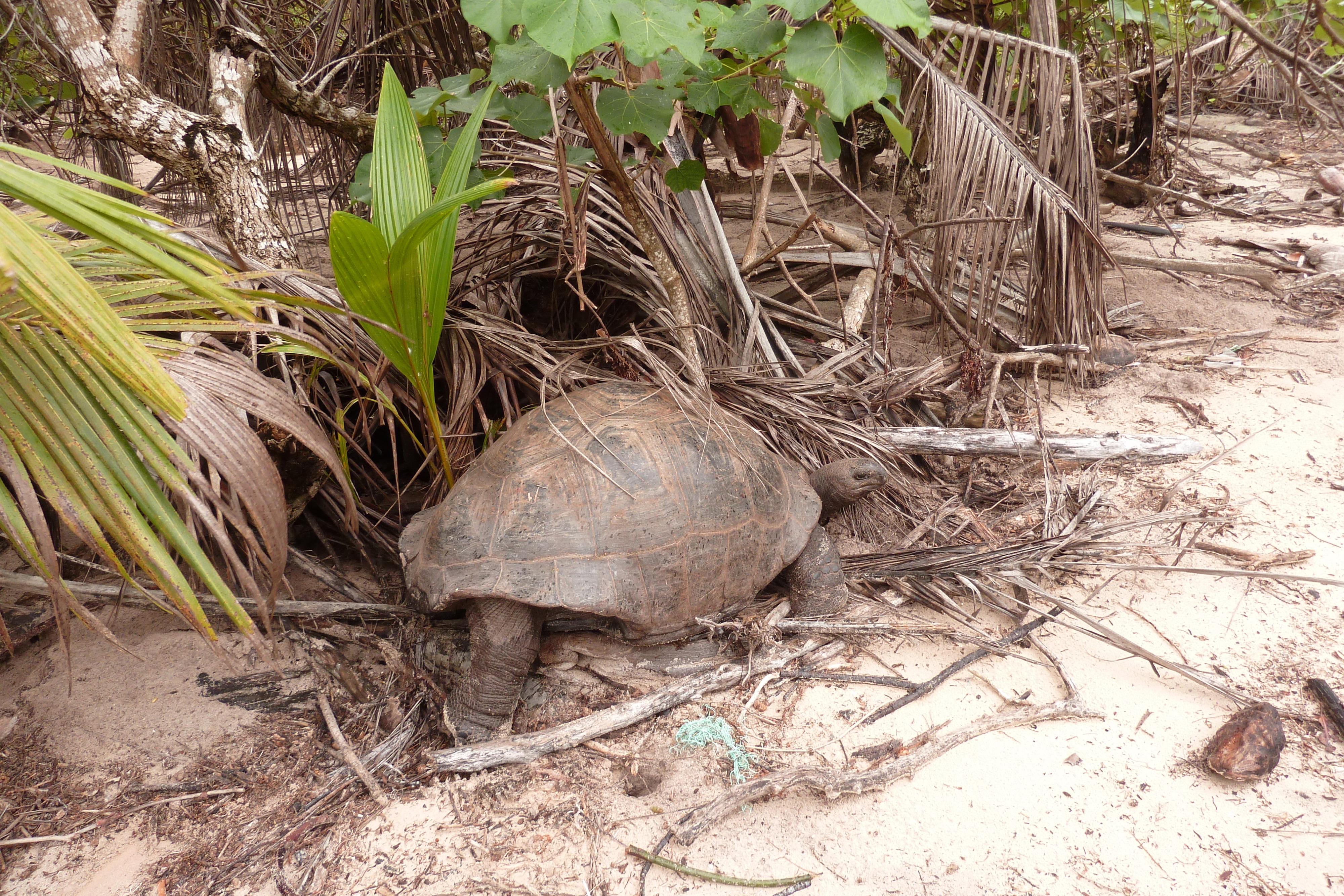Photo Seychelles Curieuse 2011-10 26