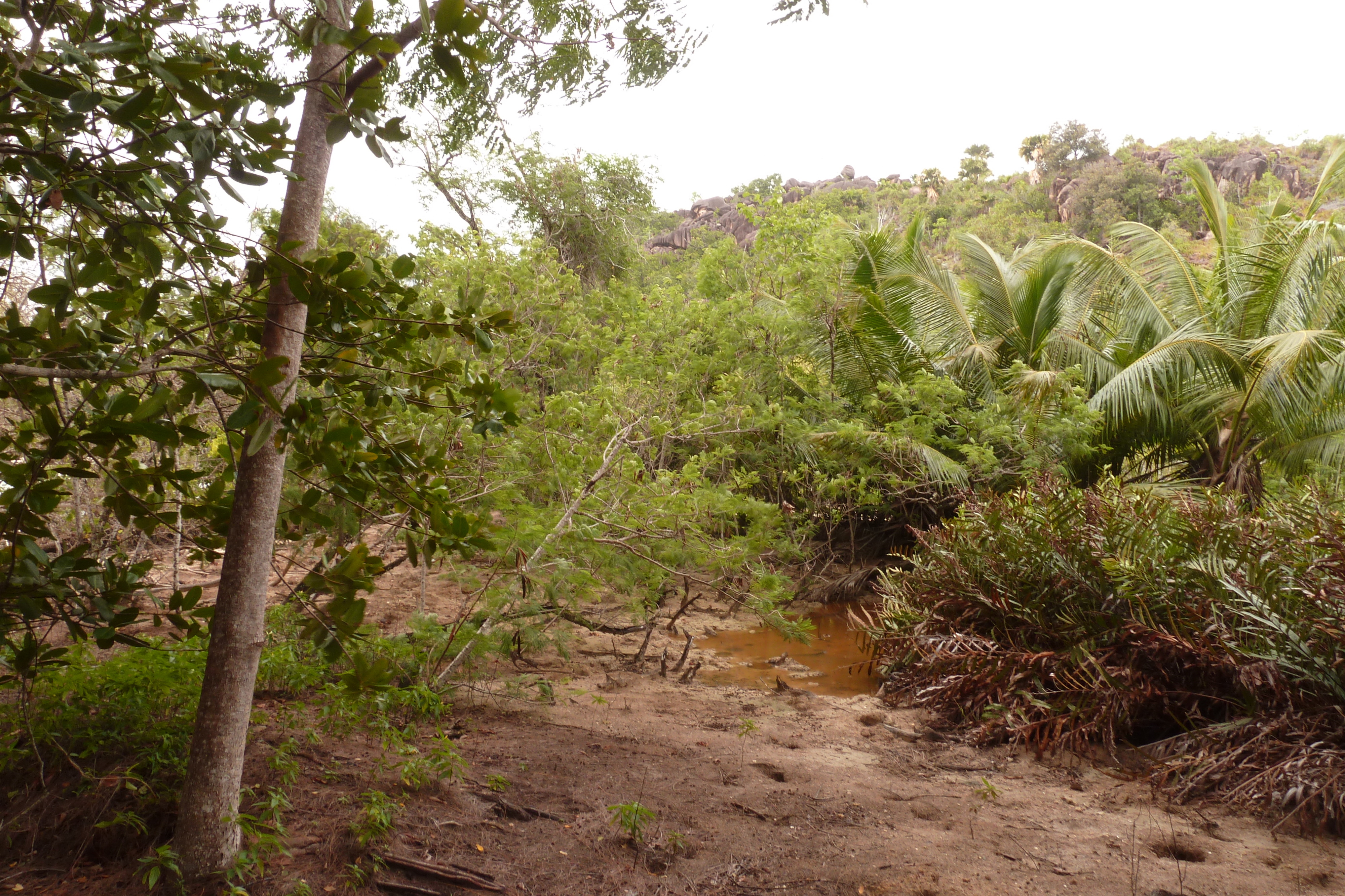 Photo Seychelles Curieuse 2011-10 54