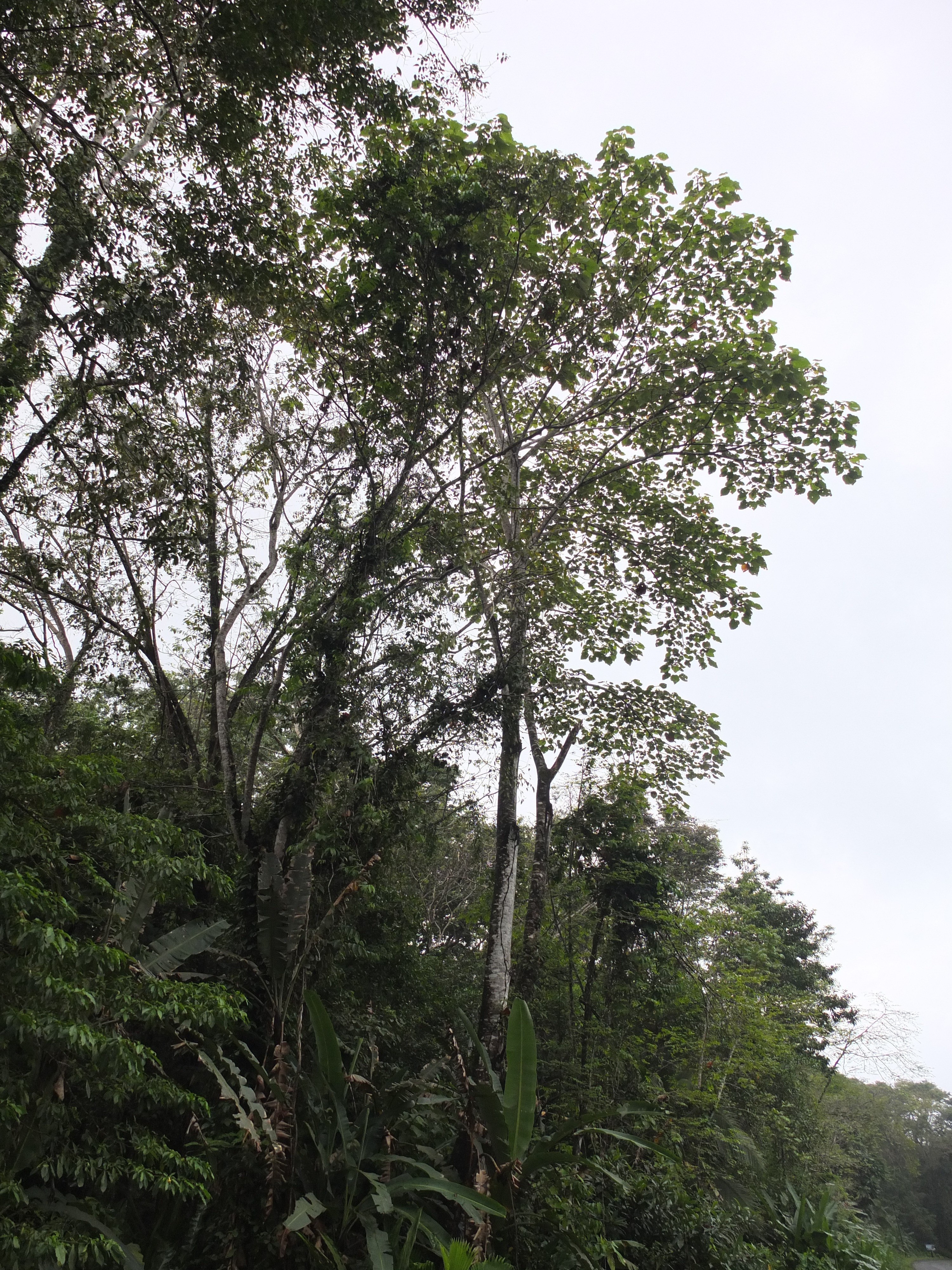 Photo Costa Rica Puerto Viejo de Talamanca 2015-03 4