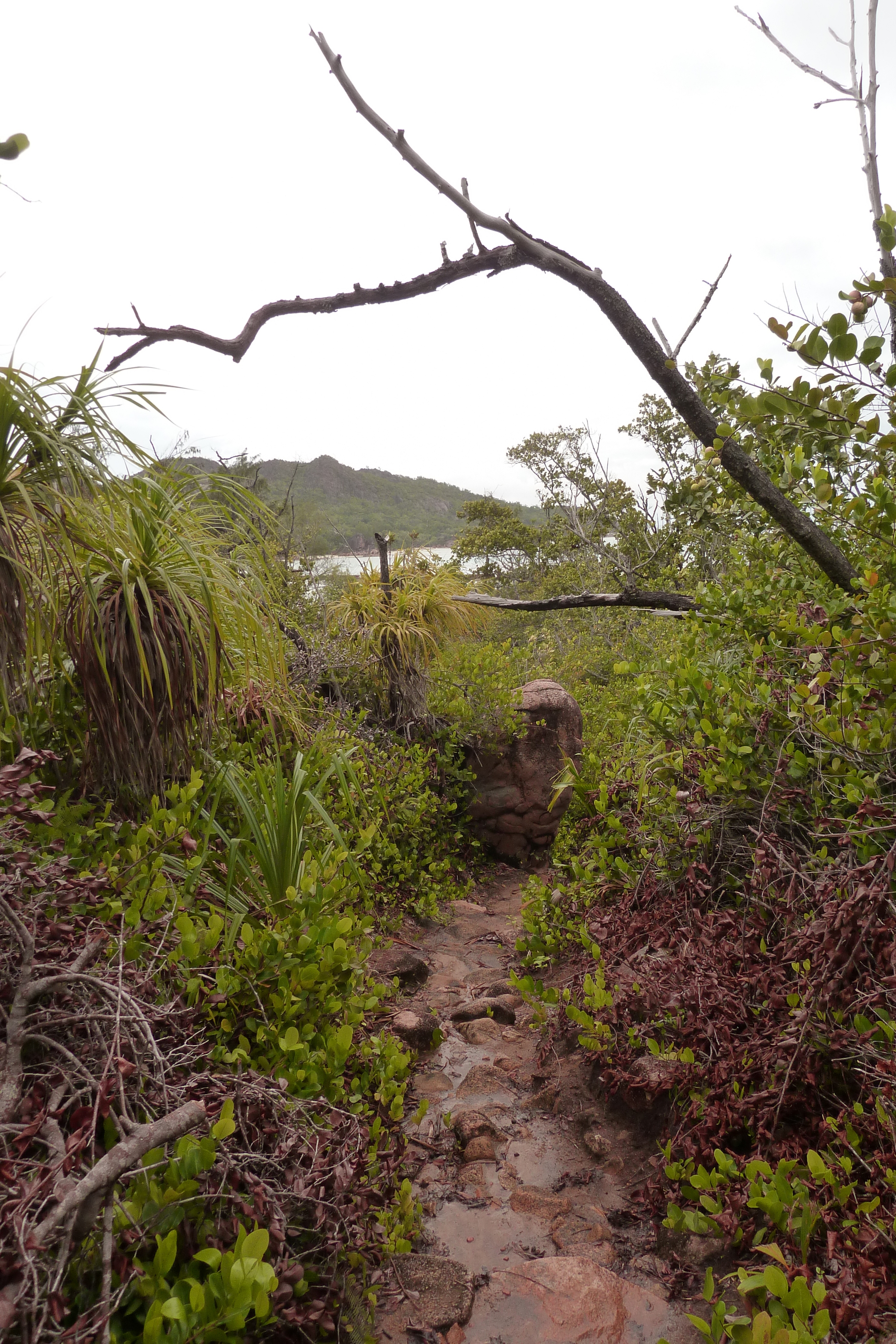 Photo Seychelles Curieuse 2011-10 13