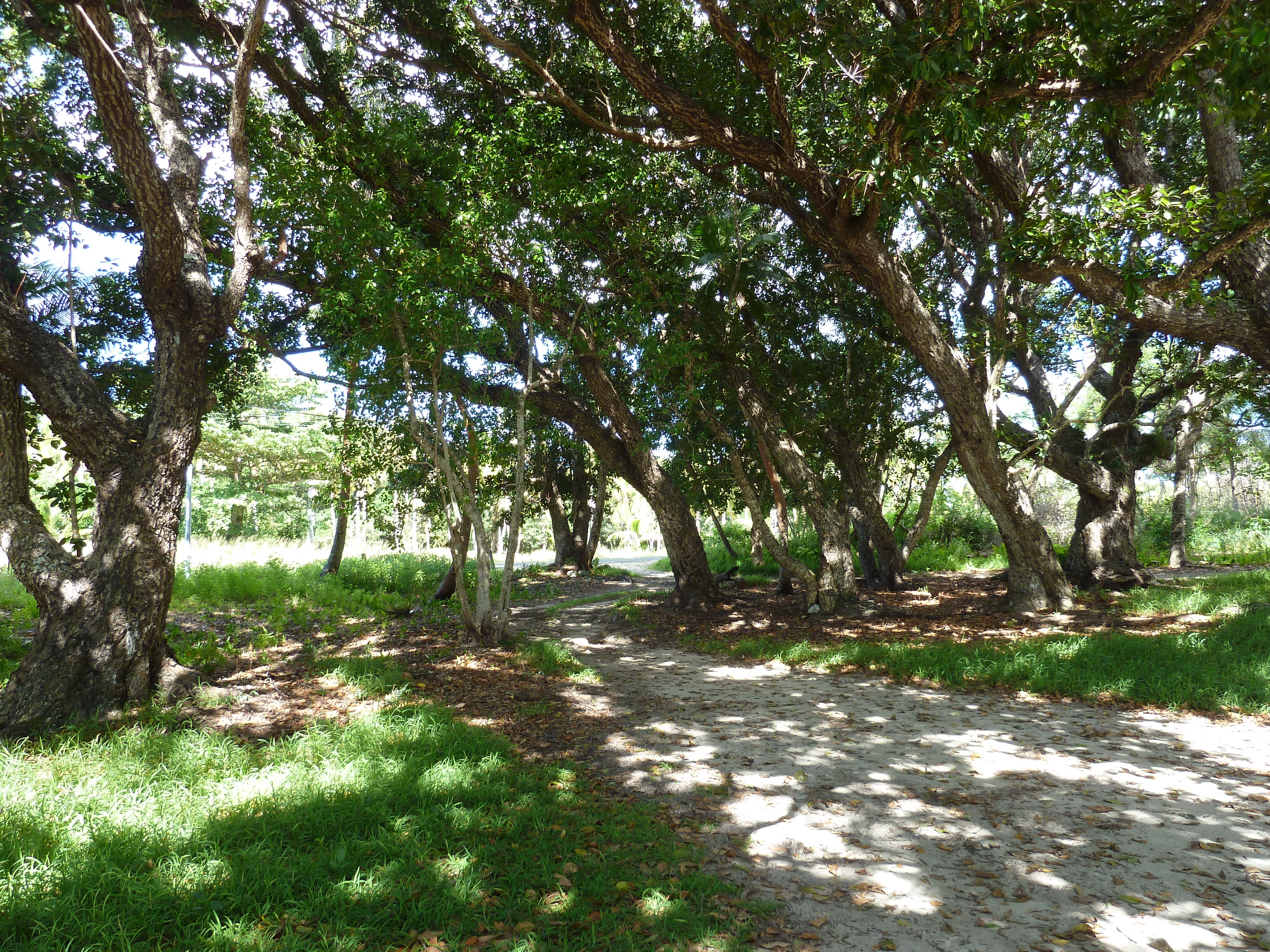 Photo Nouvelle-Calédonie Lifou Plage de Luengoni 2010-05 41