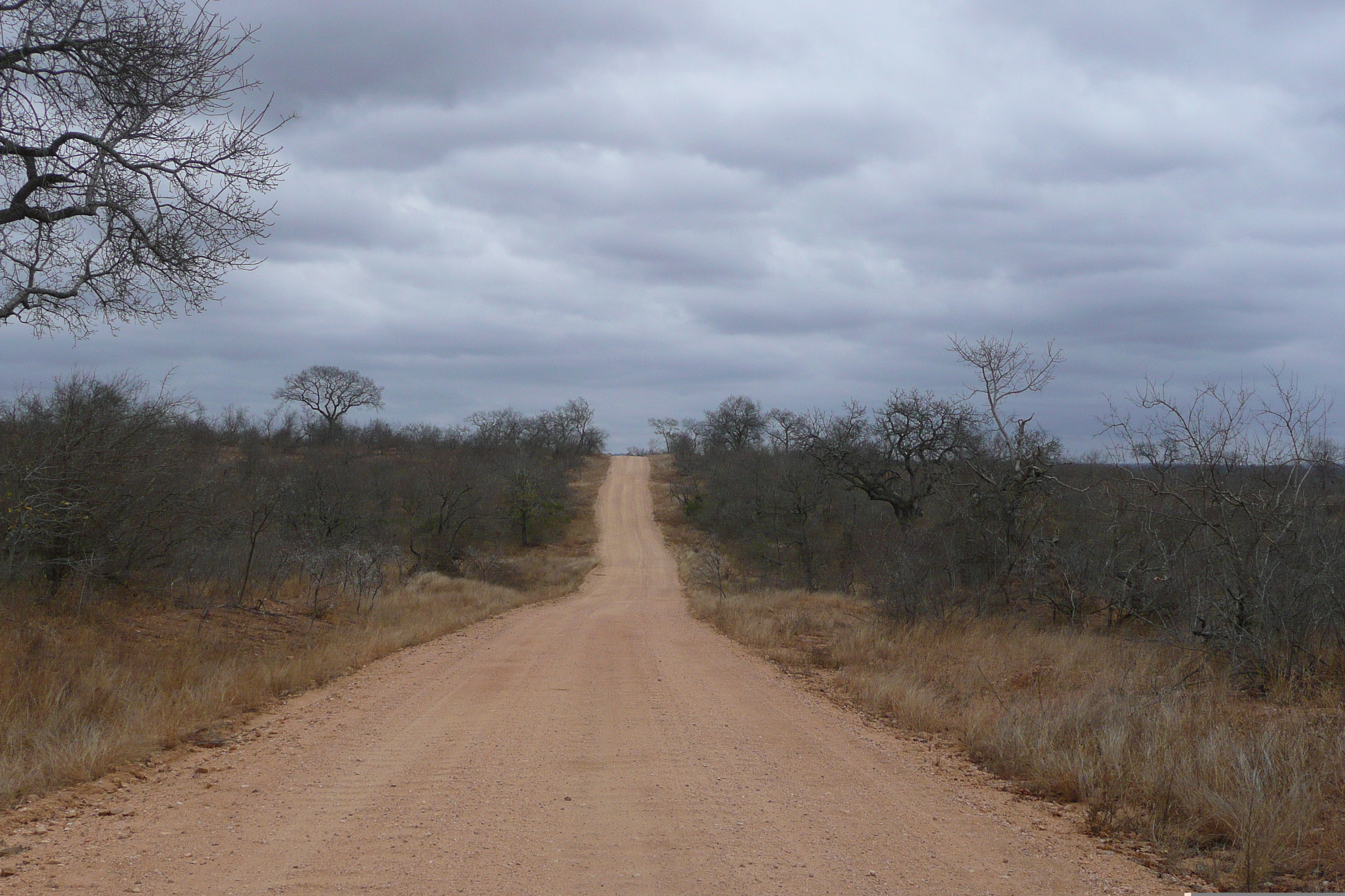 Photo Afrique du Sud Parc National Kruger 2008-09 61