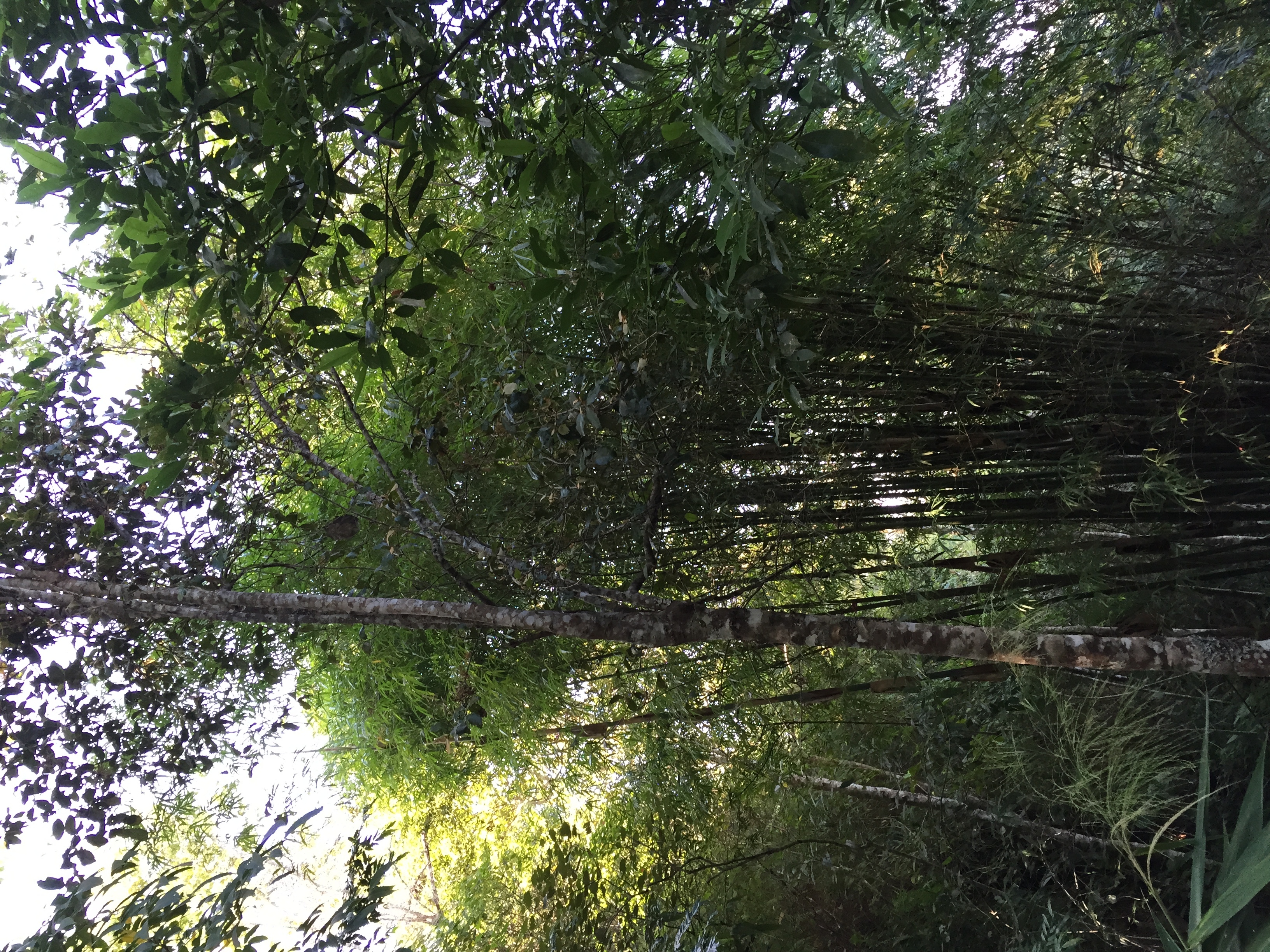 Photo Thaïlande Parc National Phu Hin Rong Kla 2014-12 151