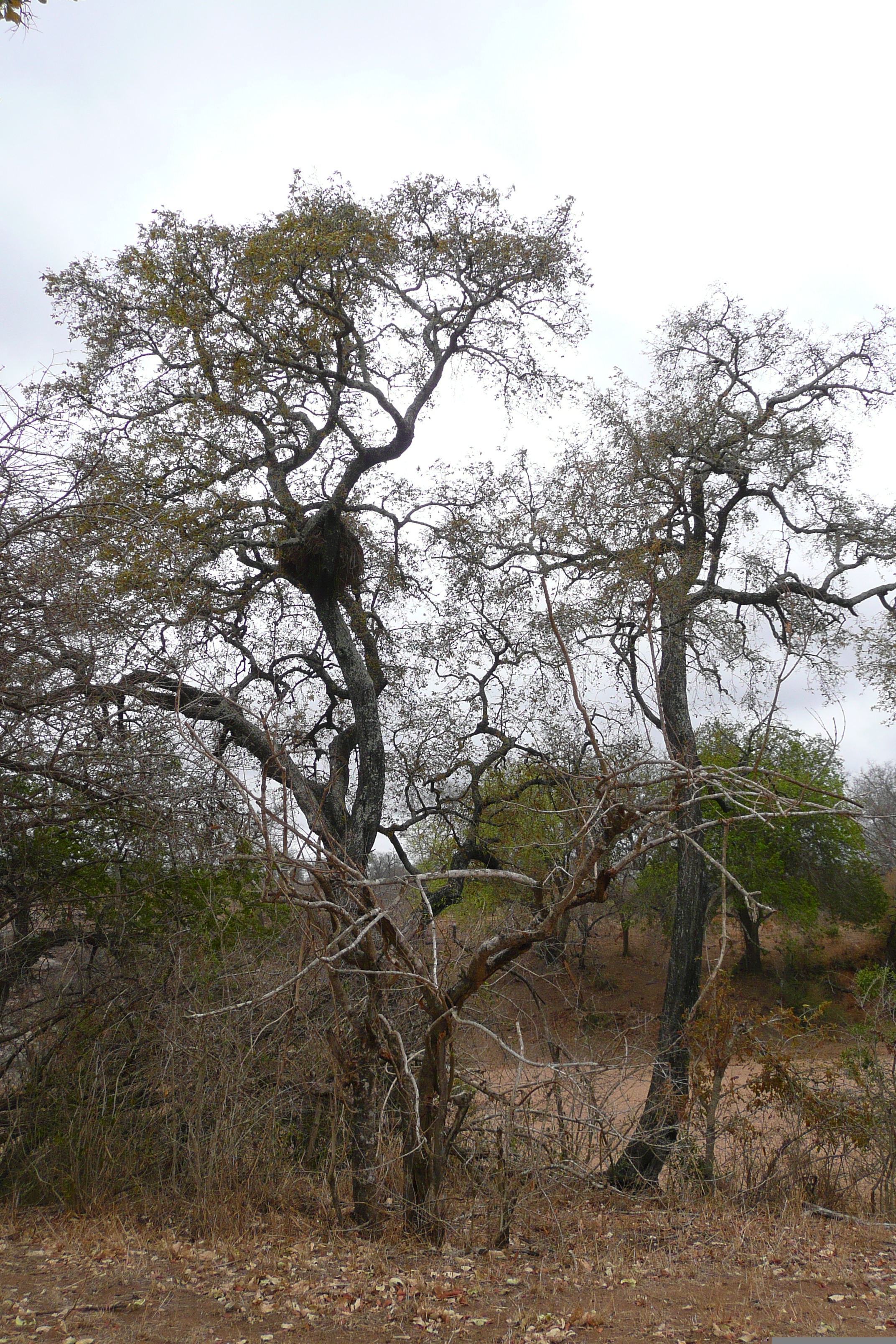 Photo Afrique du Sud Parc National Kruger 2008-09 138