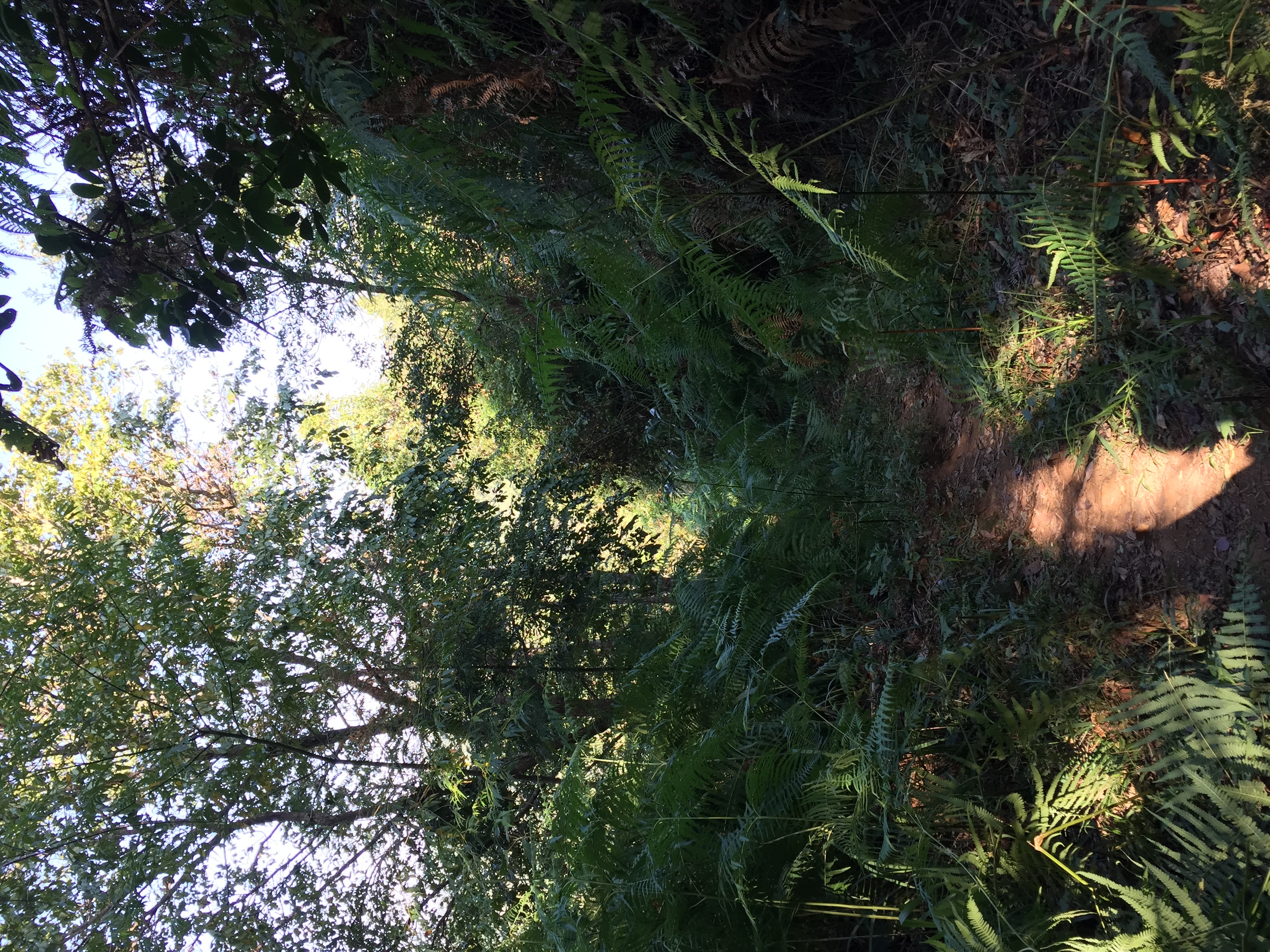 Photo Thaïlande Parc National Phu Hin Rong Kla 2014-12 230