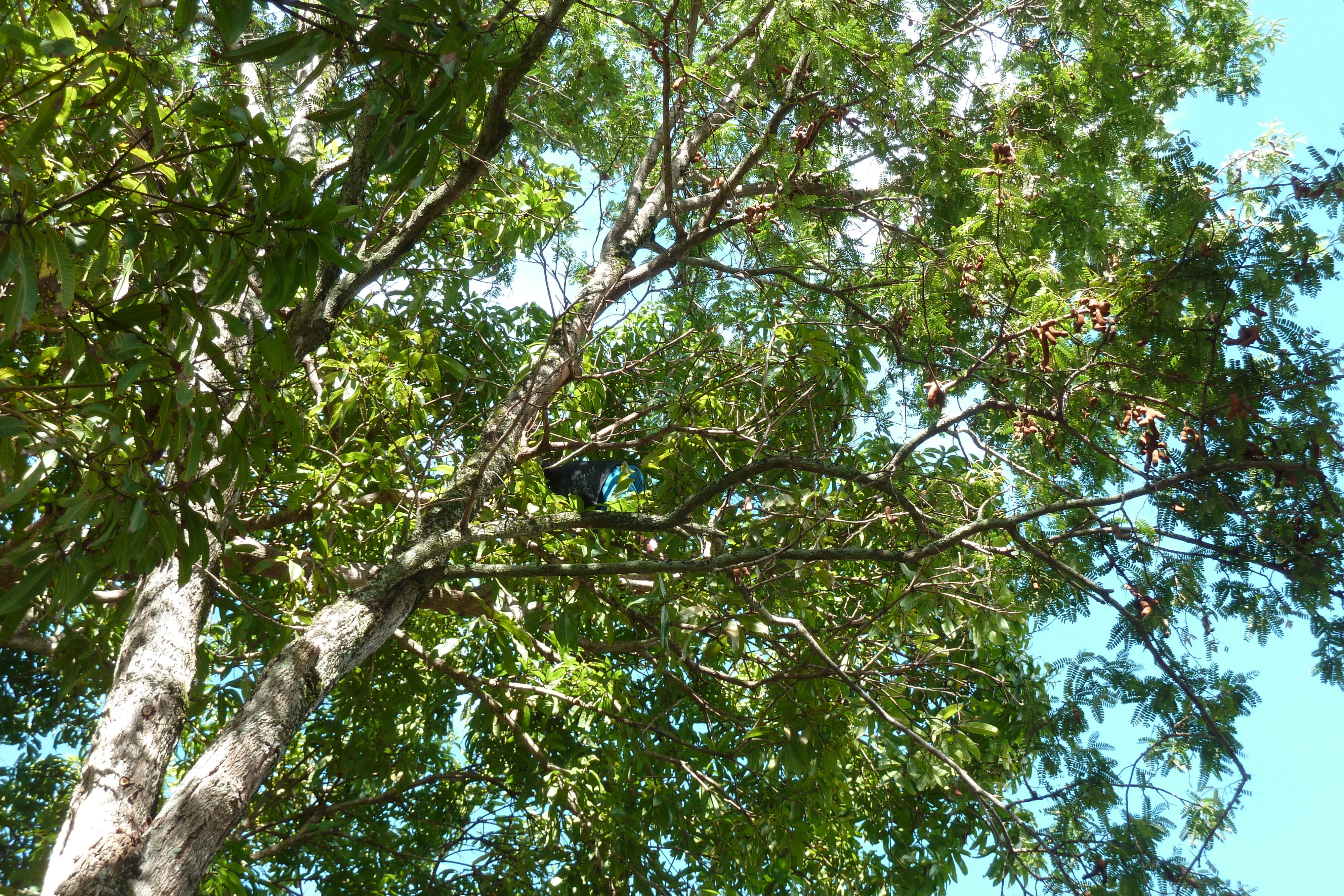 Photo Seychelles Praslin 2011-10 127