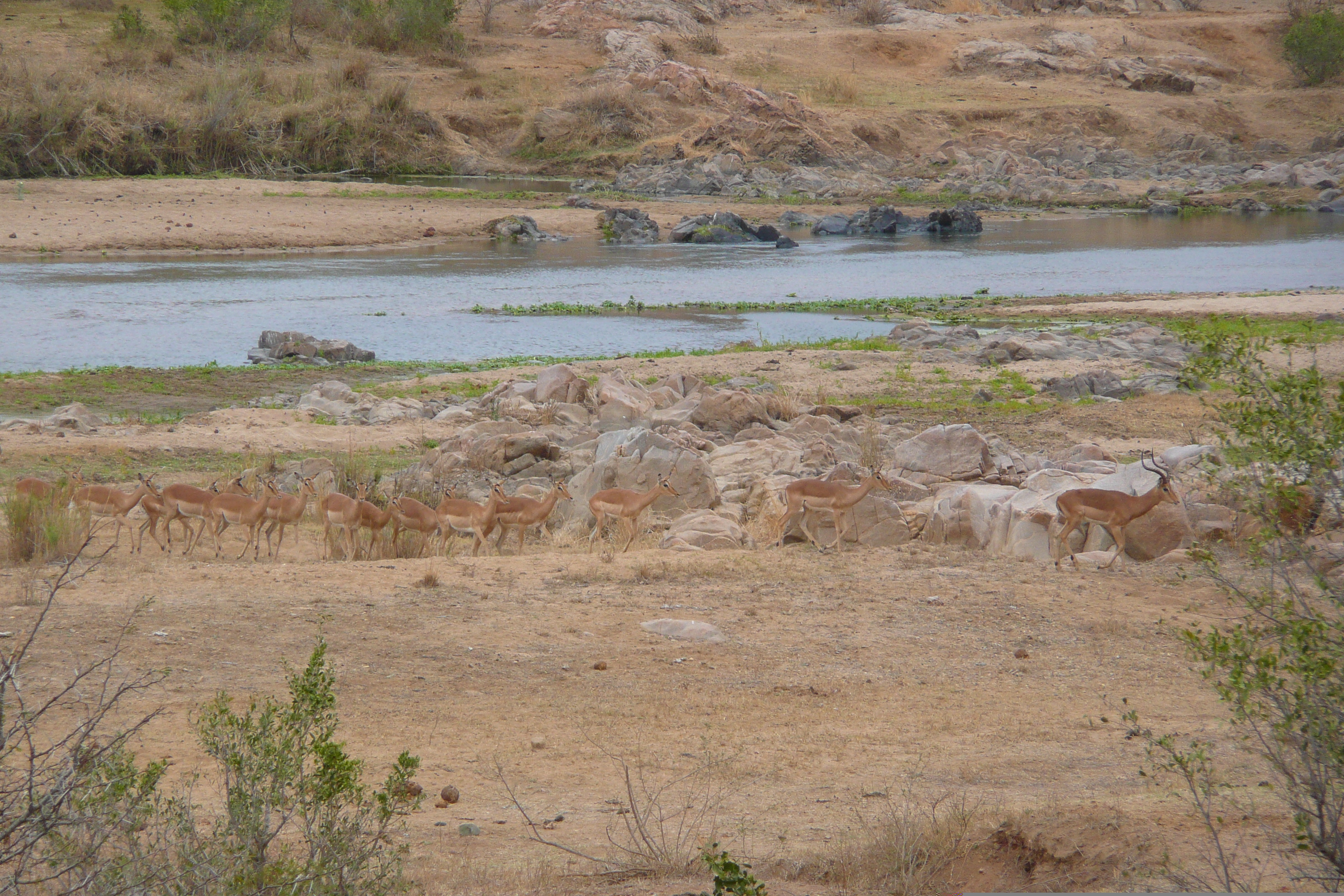 Photo Afrique du Sud Parc National Kruger rivière Crocodile 2008-09 42