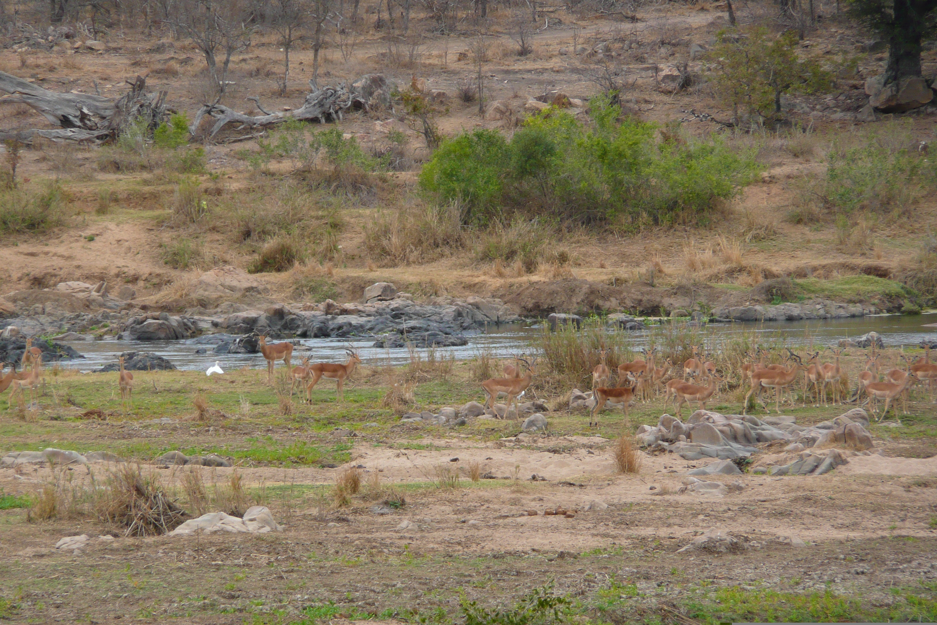 Photo Afrique du Sud Parc National Kruger rivière Crocodile 2008-09 0