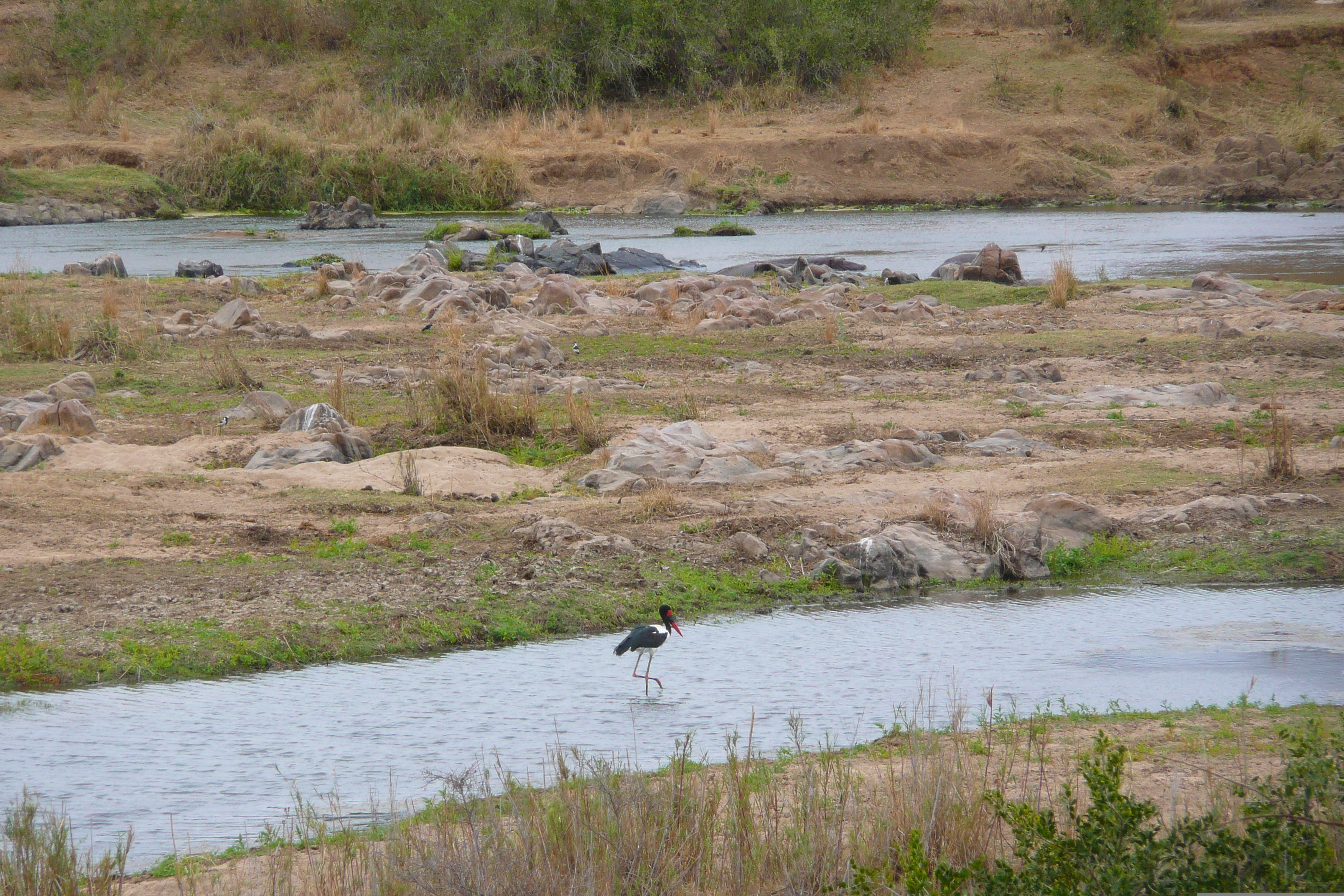 Photo Afrique du Sud Parc National Kruger rivière Crocodile 2008-09 1