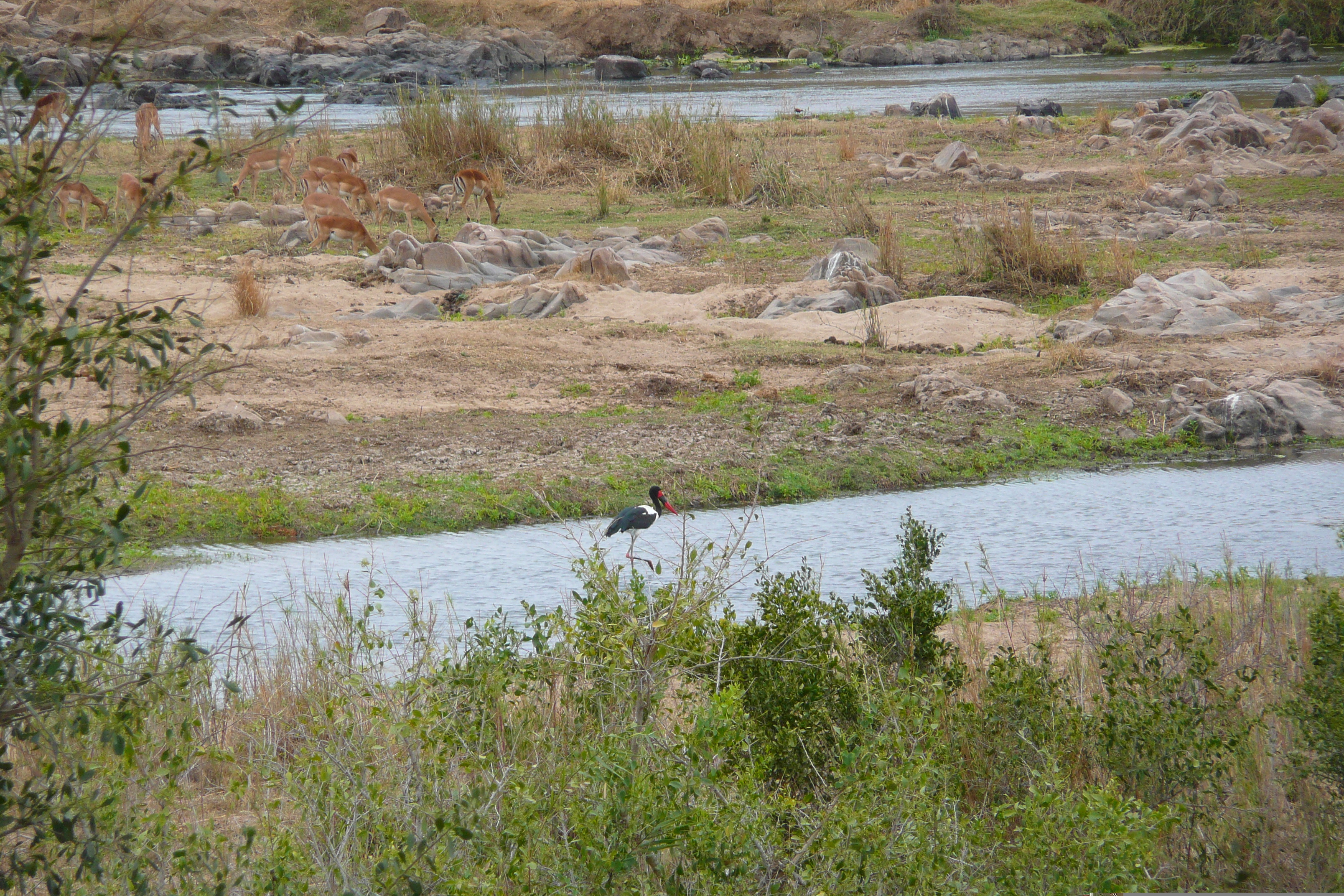 Photo Afrique du Sud Parc National Kruger rivière Crocodile 2008-09 6