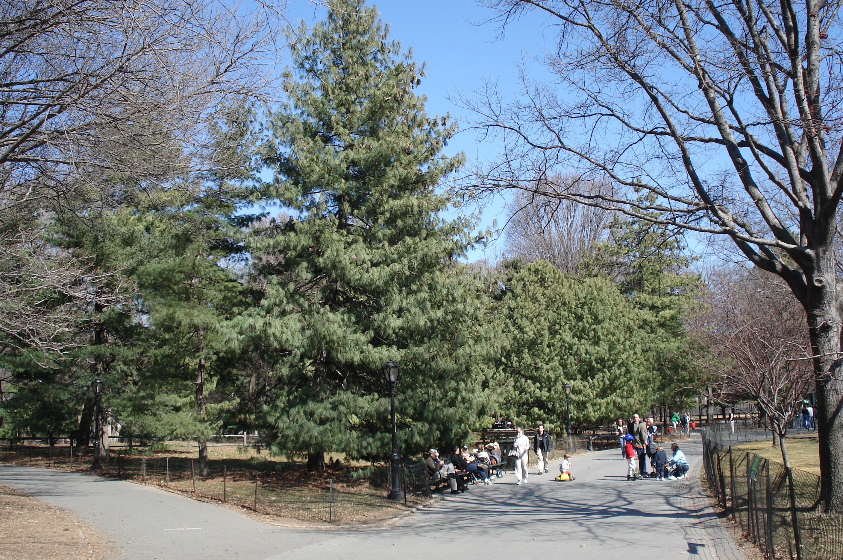 Photo États-Unis New York Central Park 2006-03 36