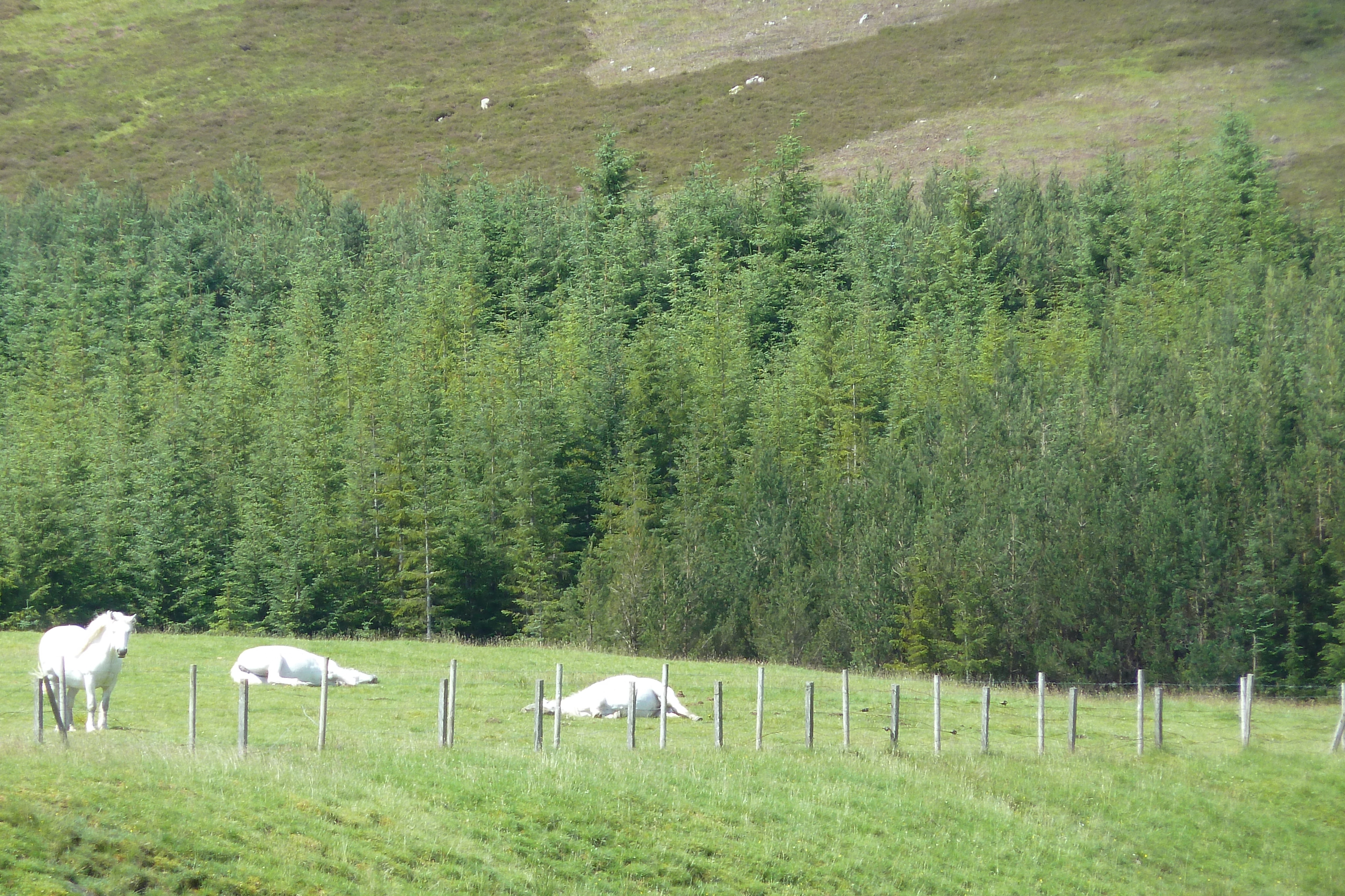 Photo Royaume-Uni Les Cairngorms 2011-07 49