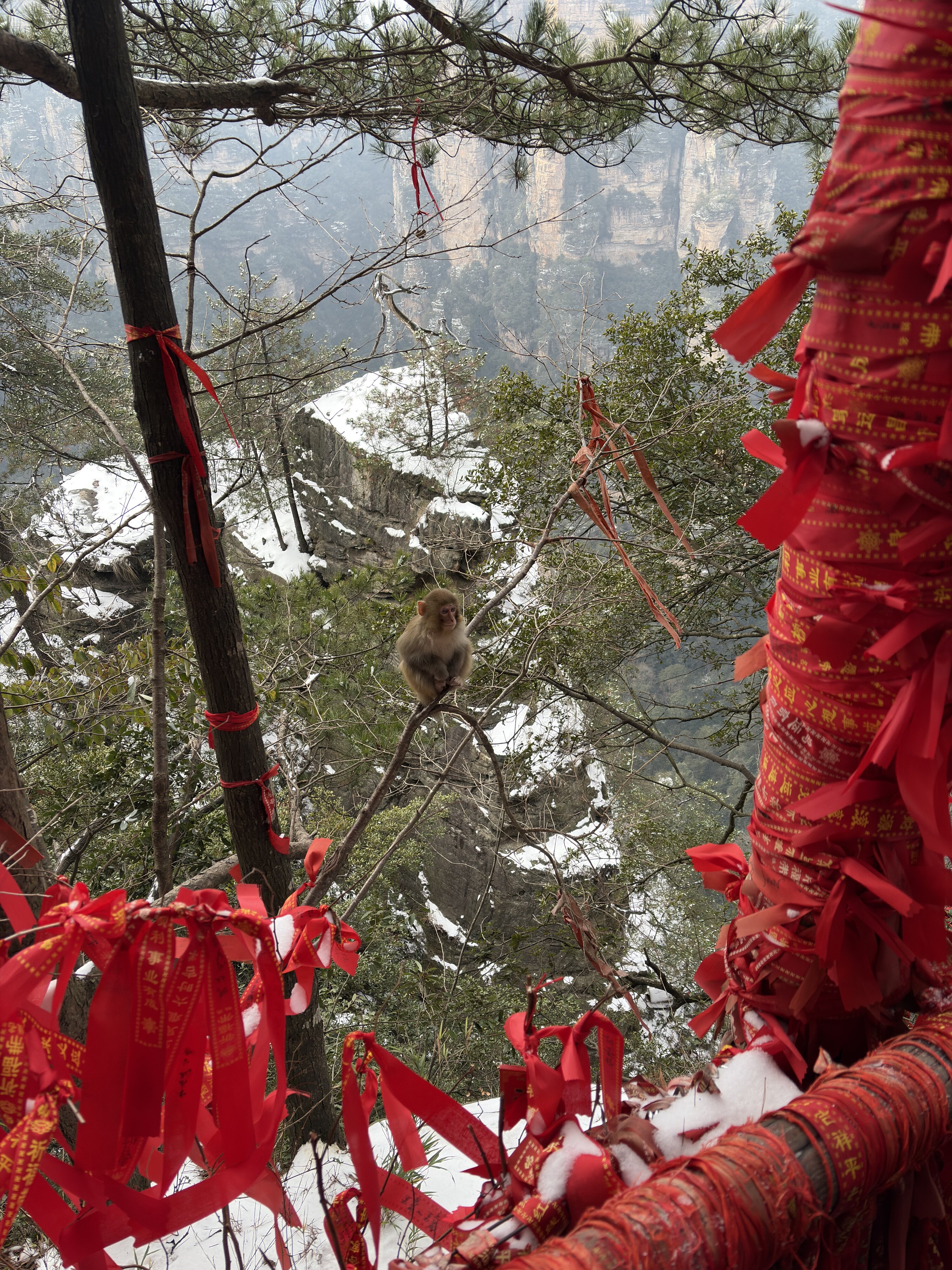 Photo Chine Zhangjiajie 2026-01 236