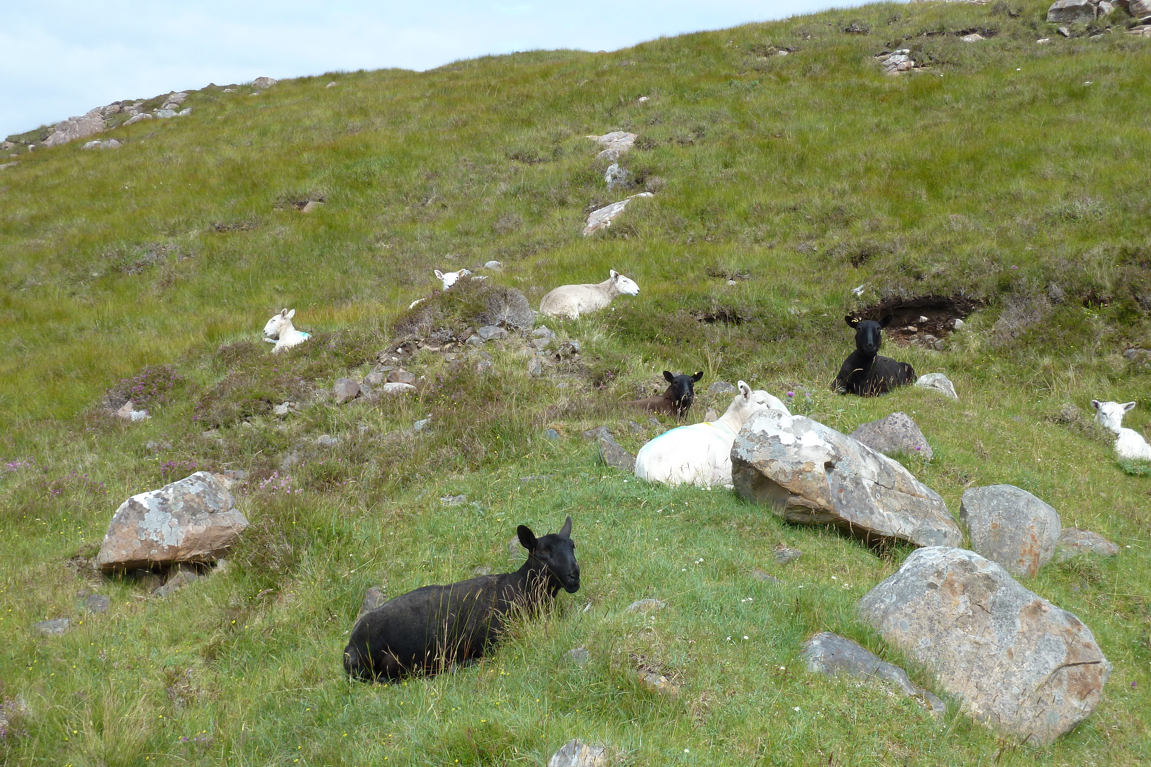 Photo Royaume-Uni Écosse Gairloch 2011-07 52