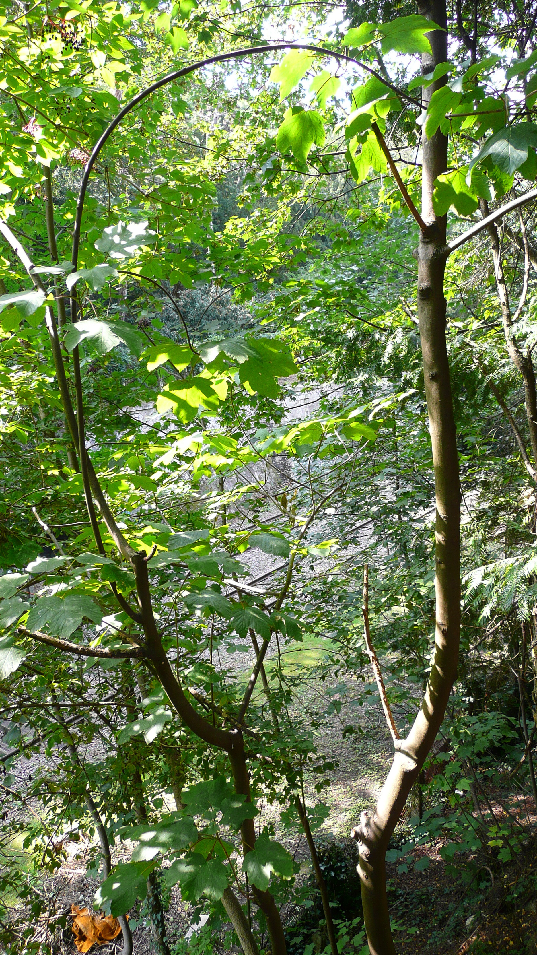 Photo France Paris Parc des Buttes-Chaumont 2007-08 240