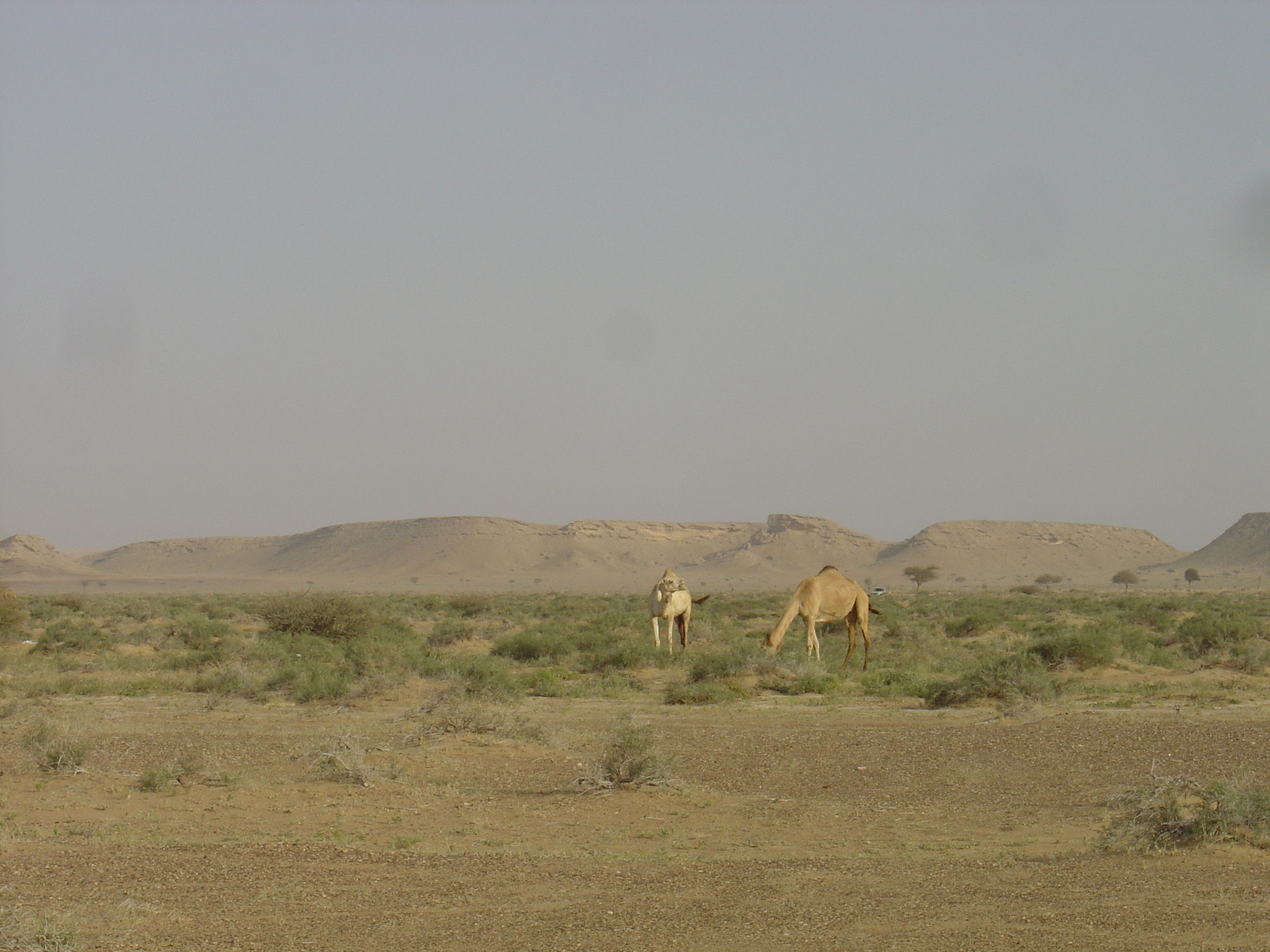 Photo Oman Route de Buraimi à Mahada 2005-03 27