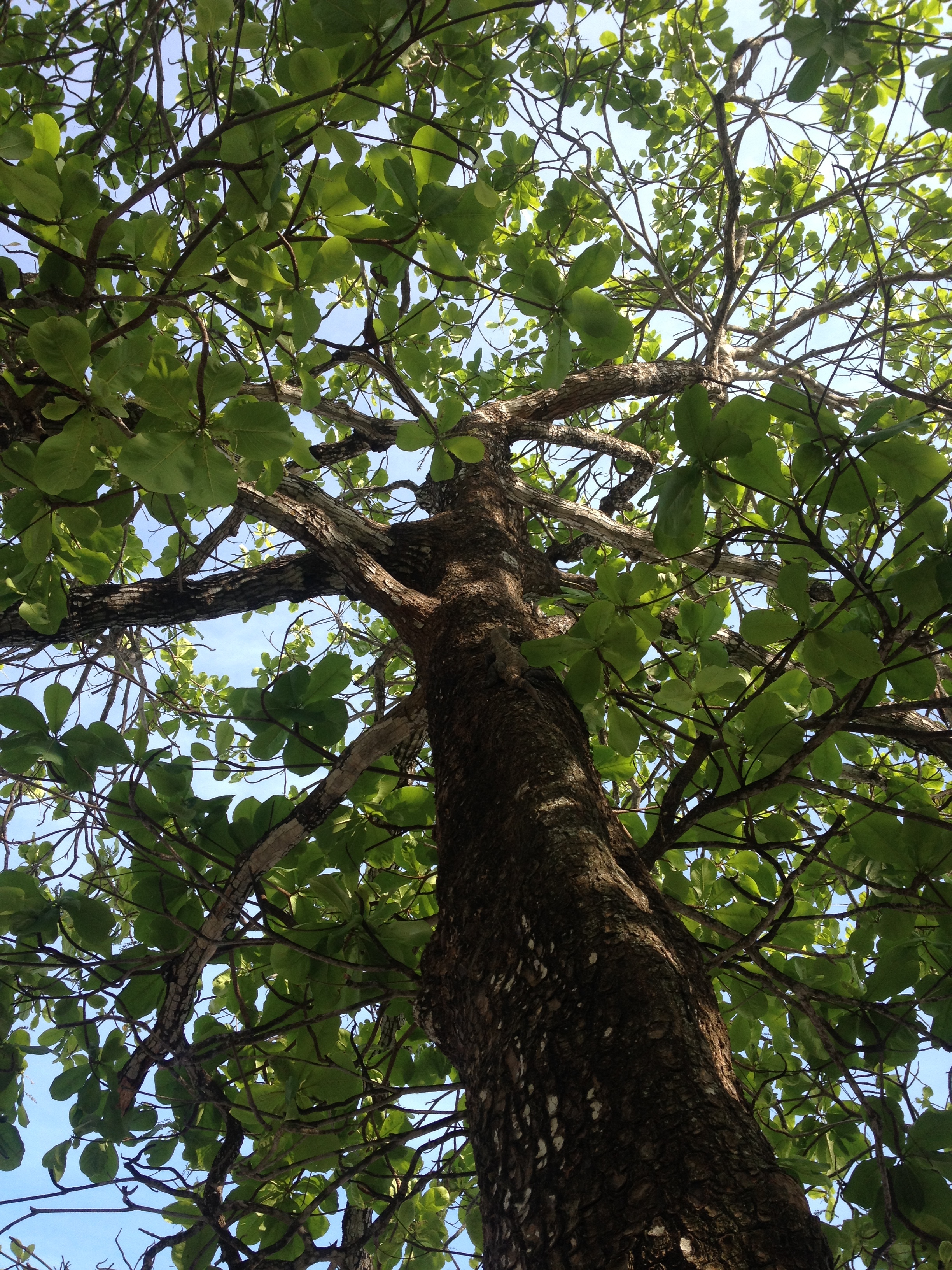 Photo Costa Rica Montezuma 2015-03 159