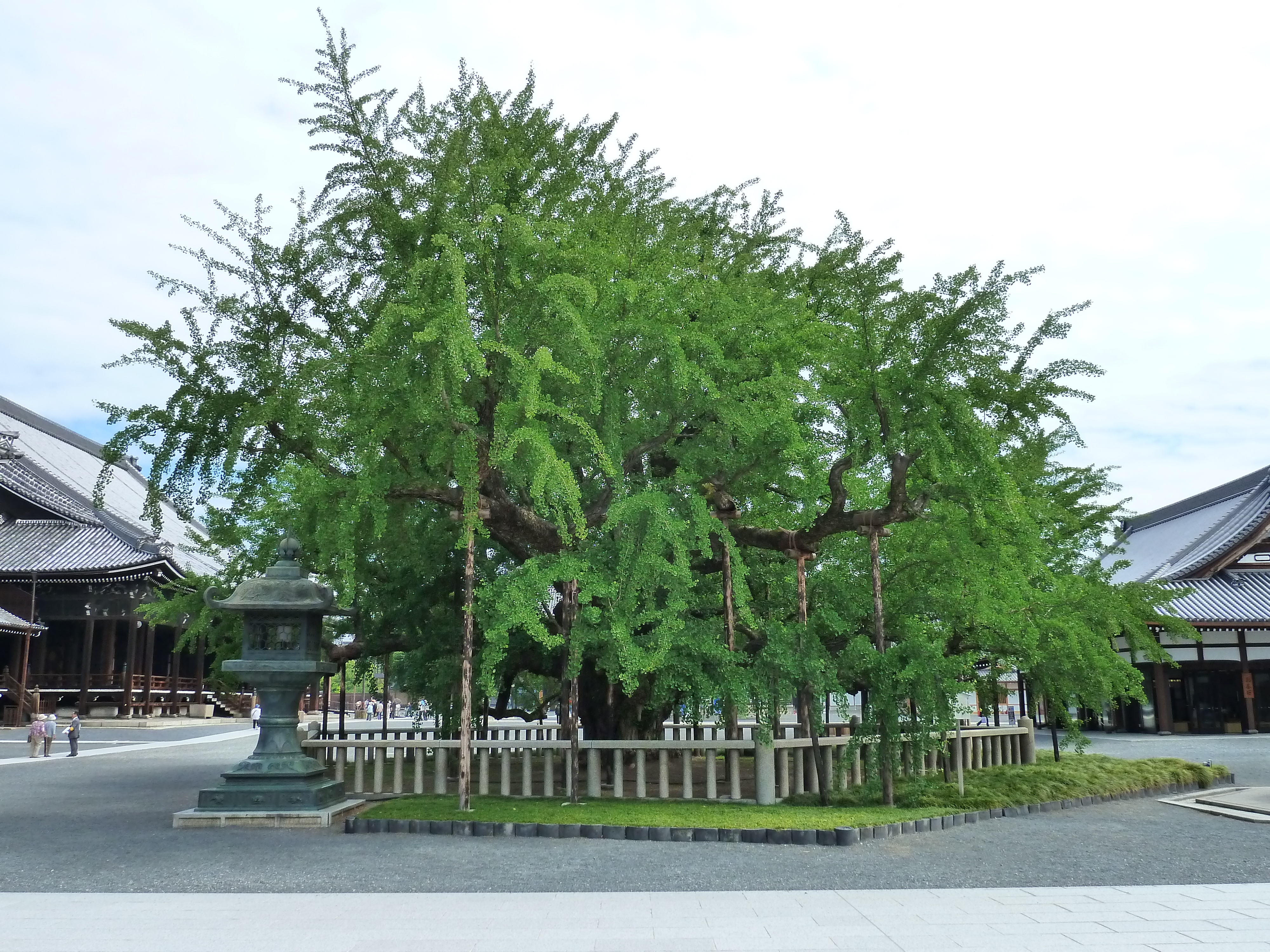 Photo Japon Kyoto temple Nishi Honganji 2010-06 24