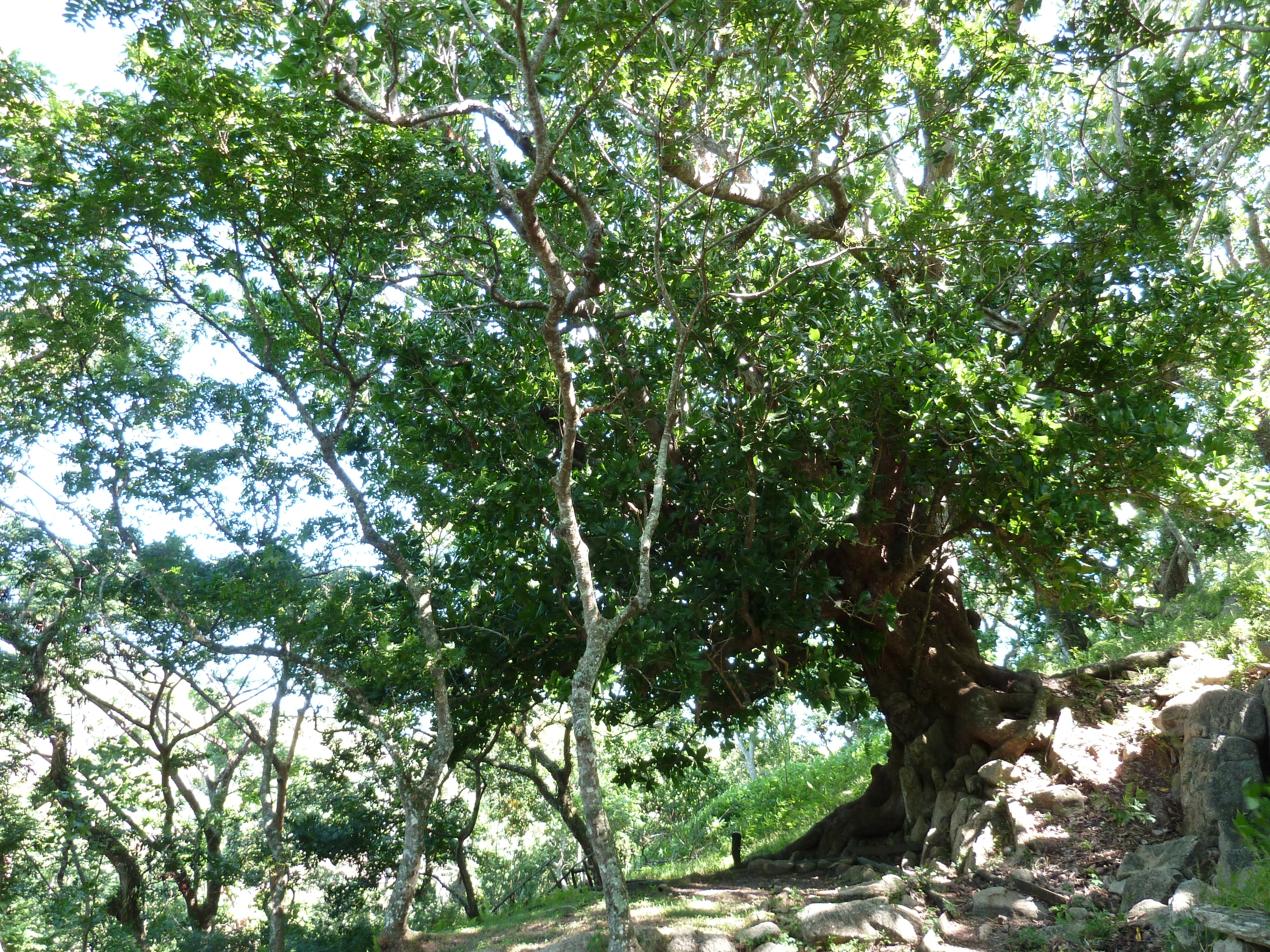 Photo Îles Fidji Fort de Tavuni 2010-05 21