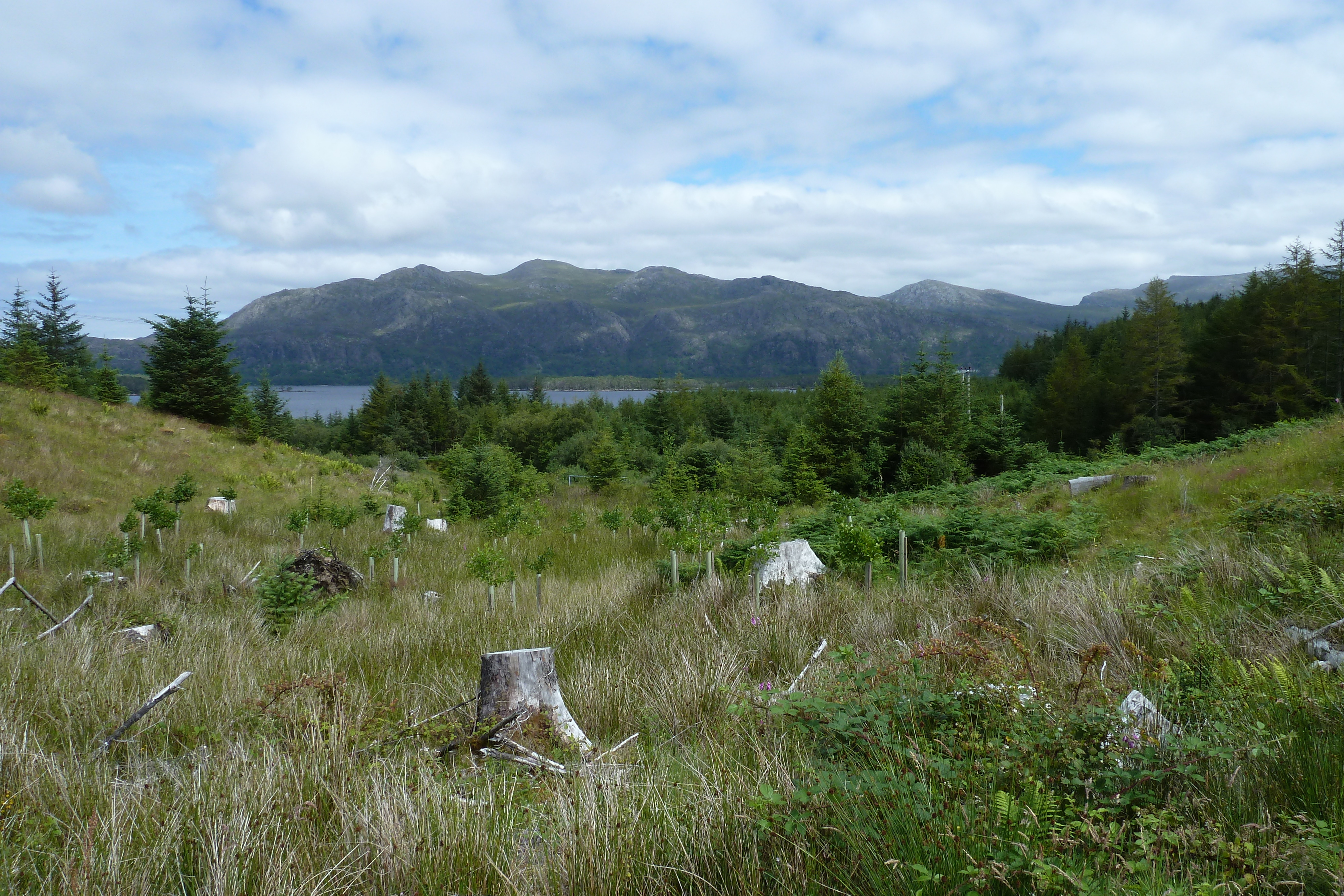 Photo Royaume-Uni Écosse Loch Maree 2011-07 31