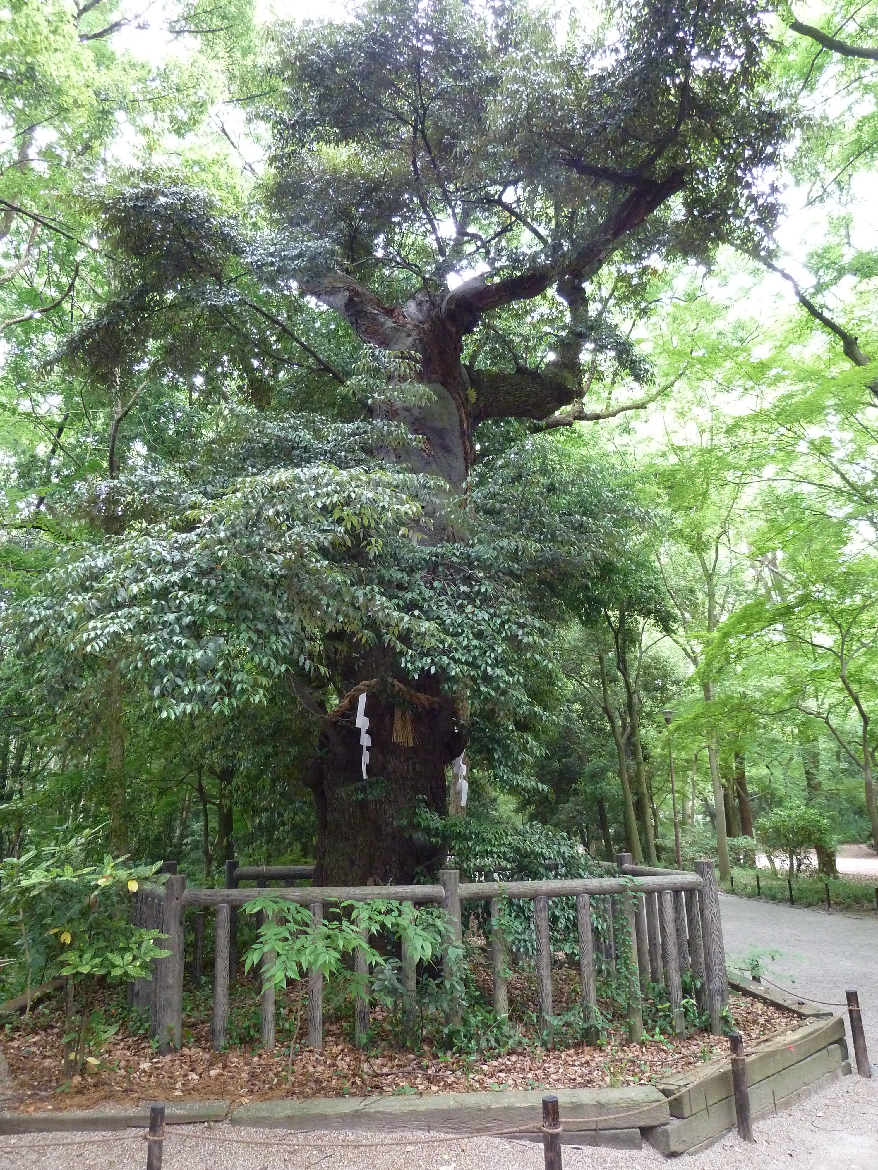 Photo Japon Kyoto Sanctuaire Kamo-mioya (Shimogamo) 2010-06 18