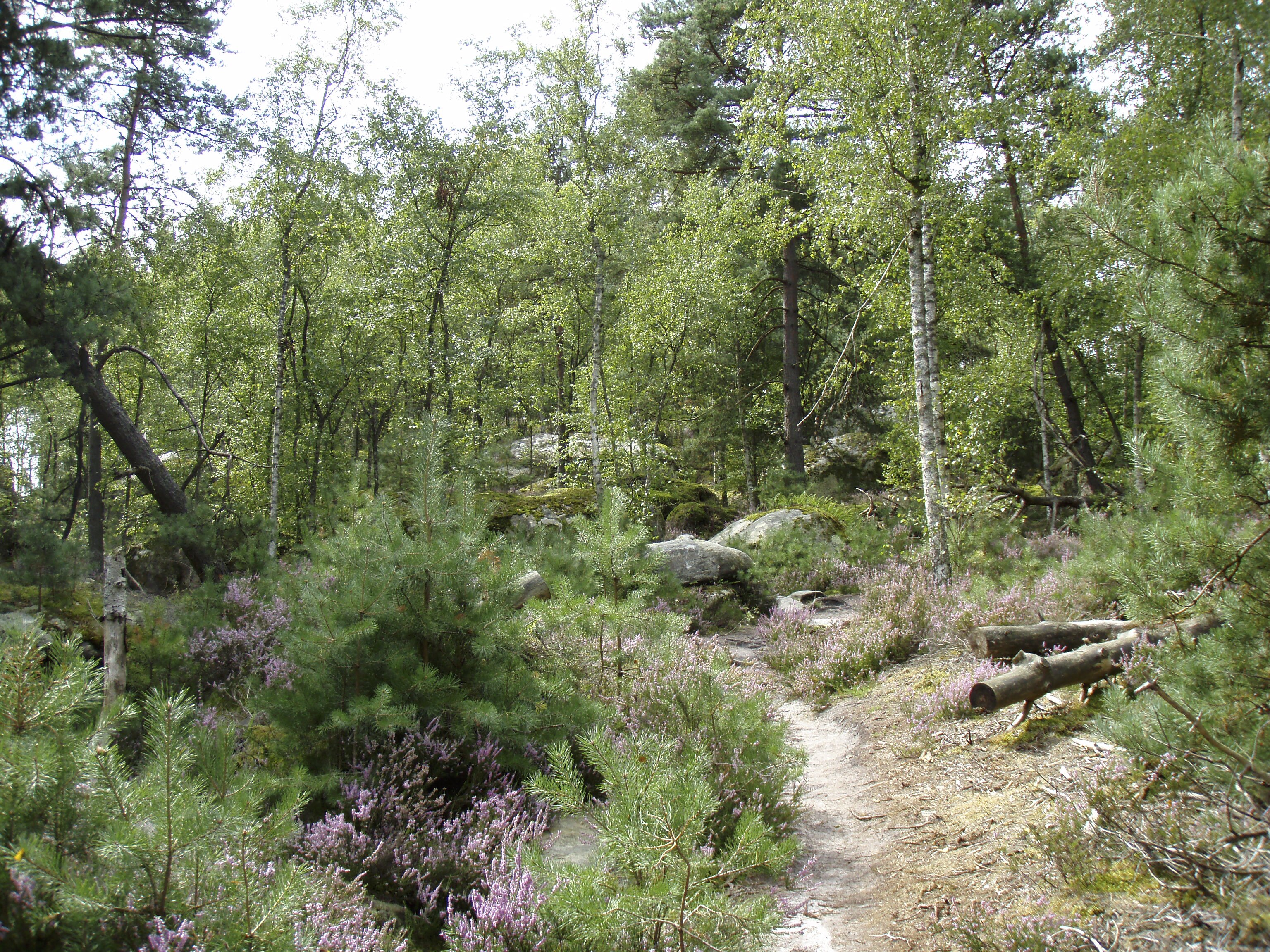 Photo France Fontainebleau Circuit des 25 bosses 2007-08 14