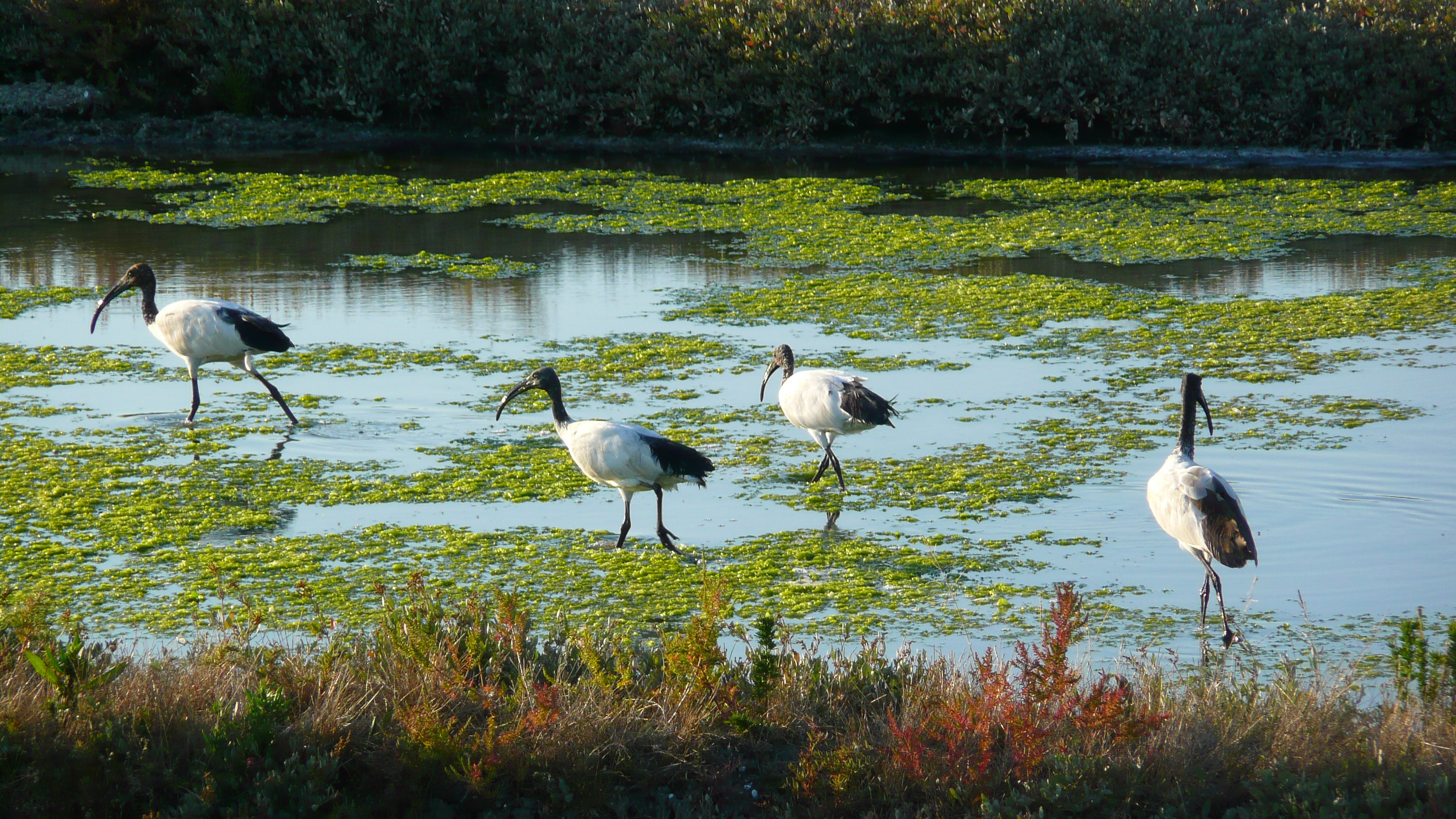 Photo France Guérande Les marais salants 2007-08 17