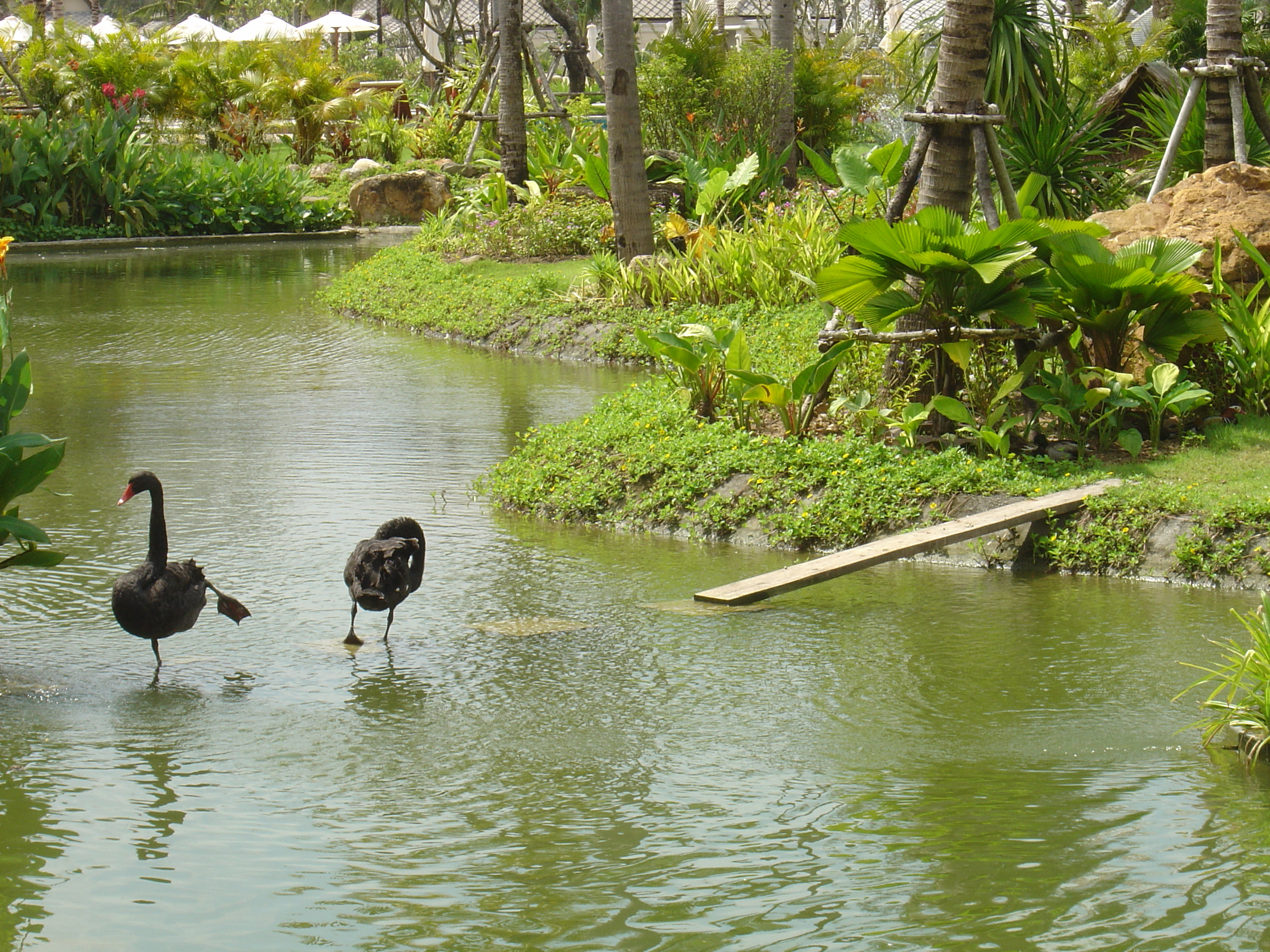 Photo Thaïlande Khao Lak Meridien Khao Lak Hotel 2005-12 6