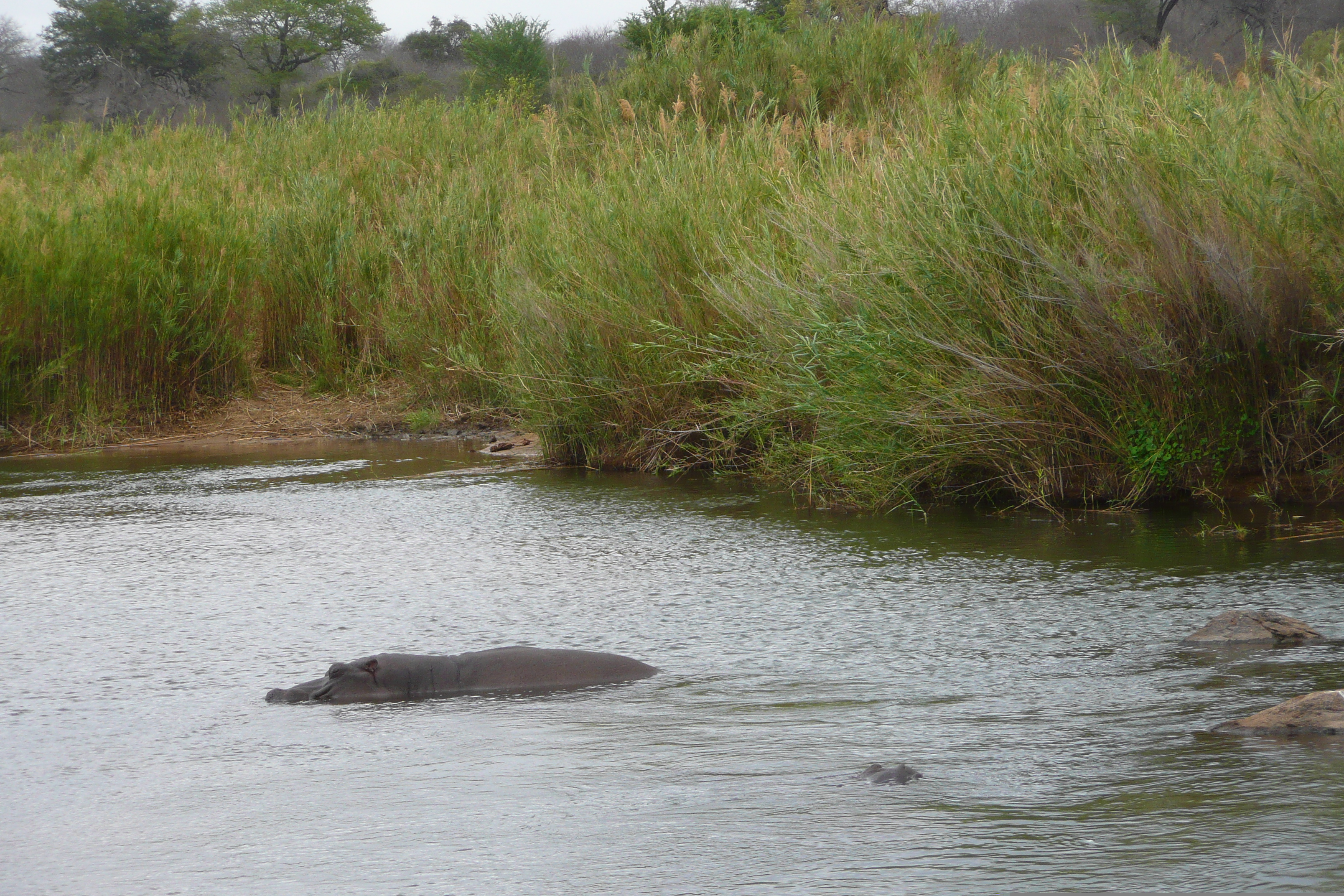 Photo Afrique du Sud Parc National Kruger Rivière Sable 2008-09 73