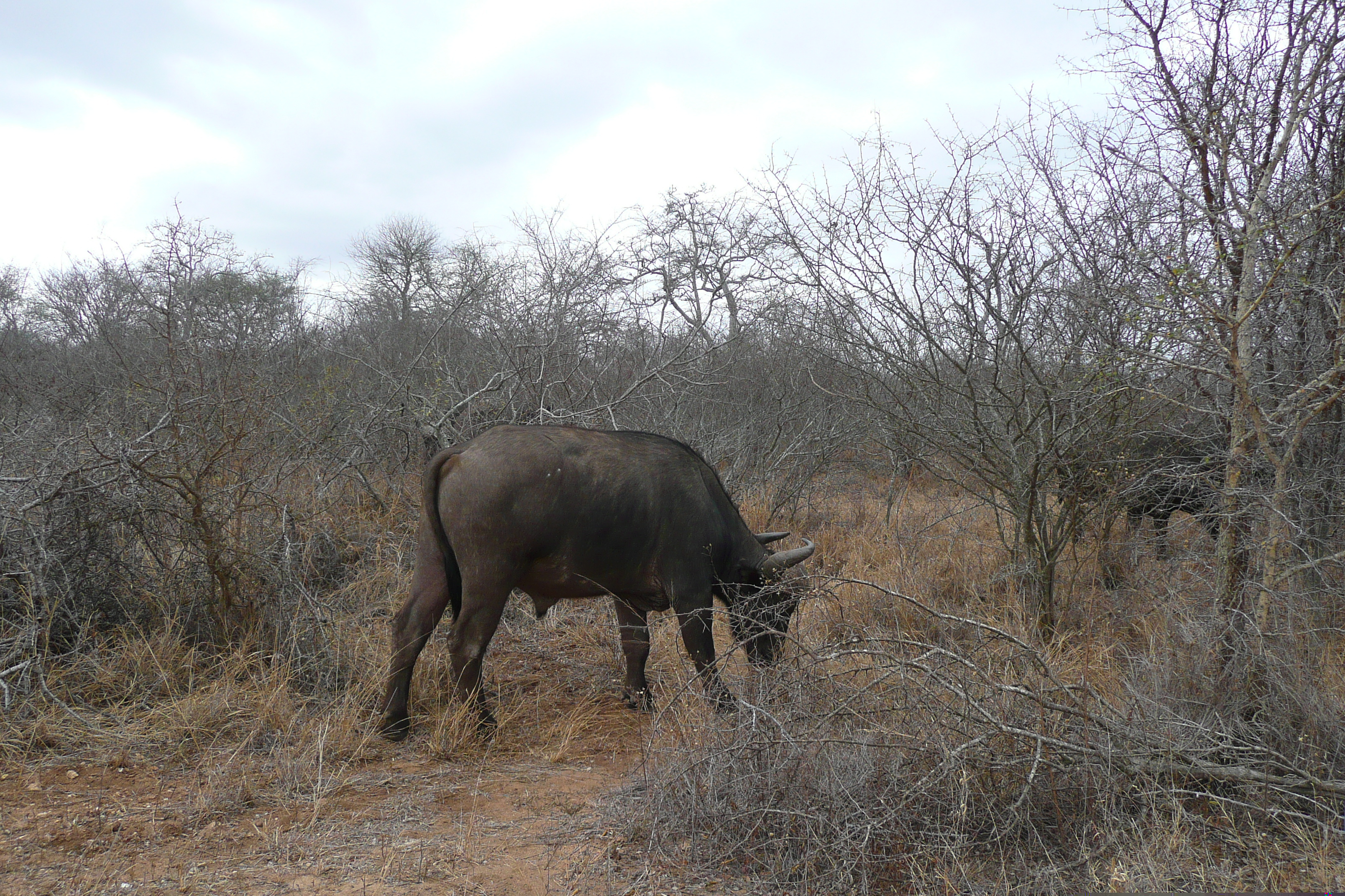 Photo Afrique du Sud Parc National Kruger Rivière Sable 2008-09 4