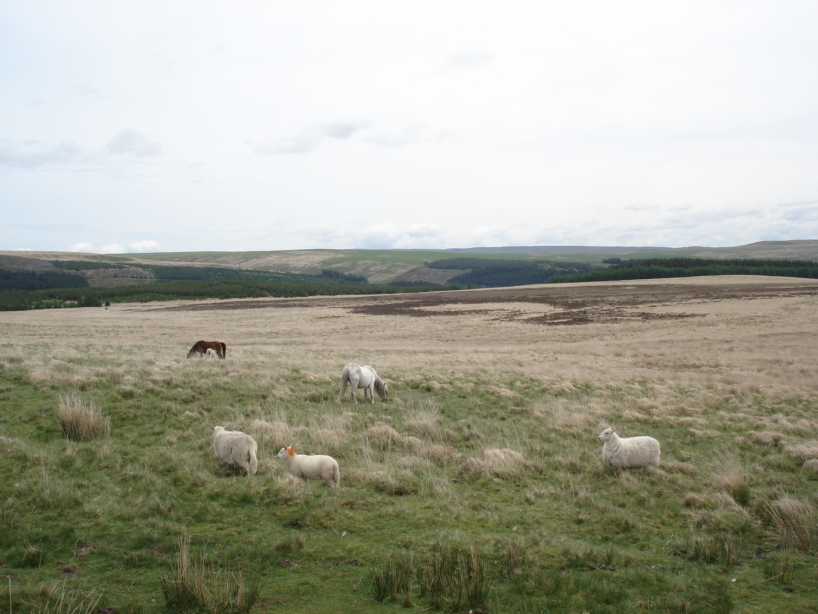 Photo Royaume-Uni Parc national des Brecon Beacons 2006-05 19