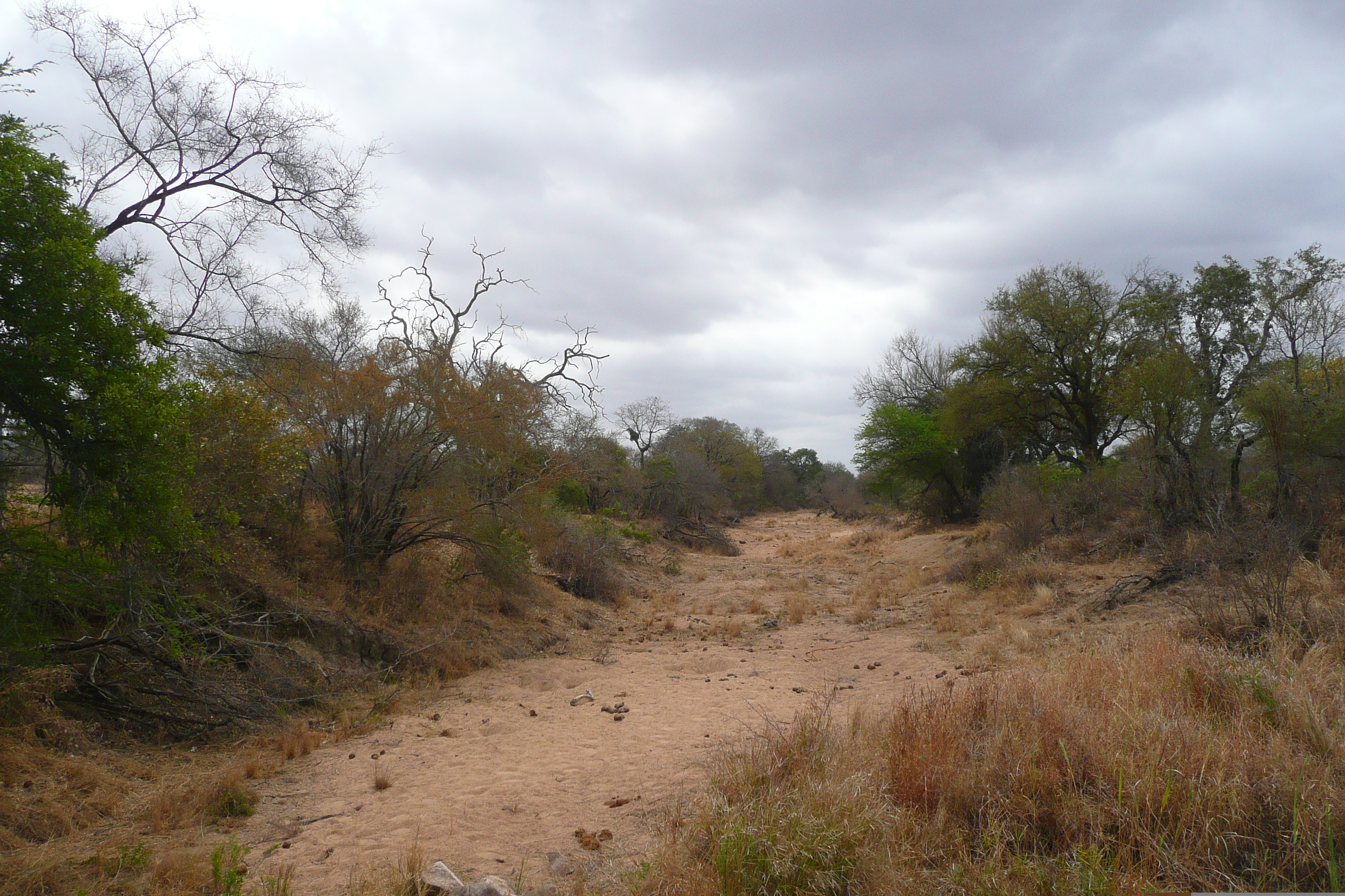 Photo Afrique du Sud Parc National Kruger 2008-09 176