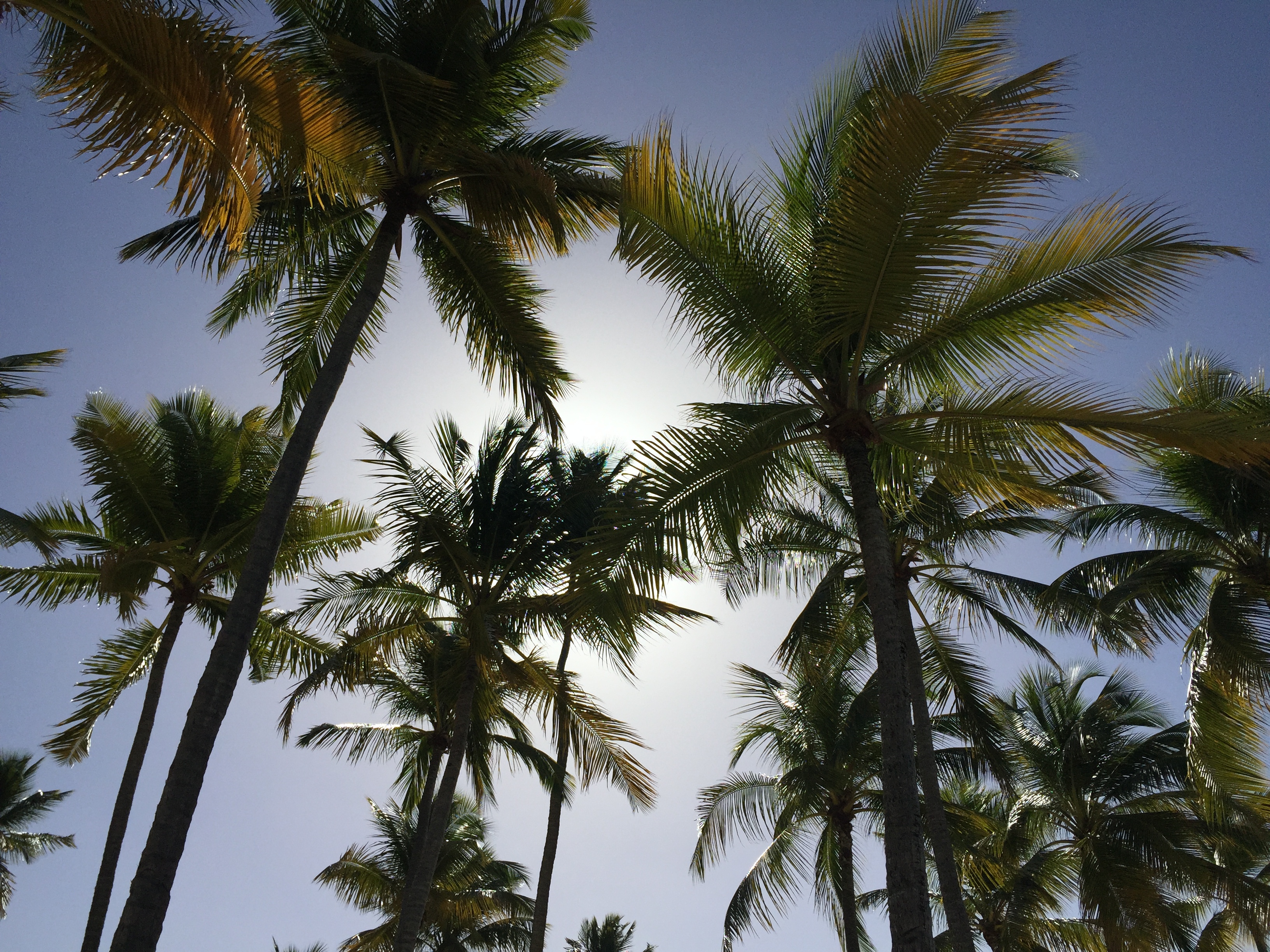 Photo Guadeloupe Plage de la Caravelle 2021-02 60