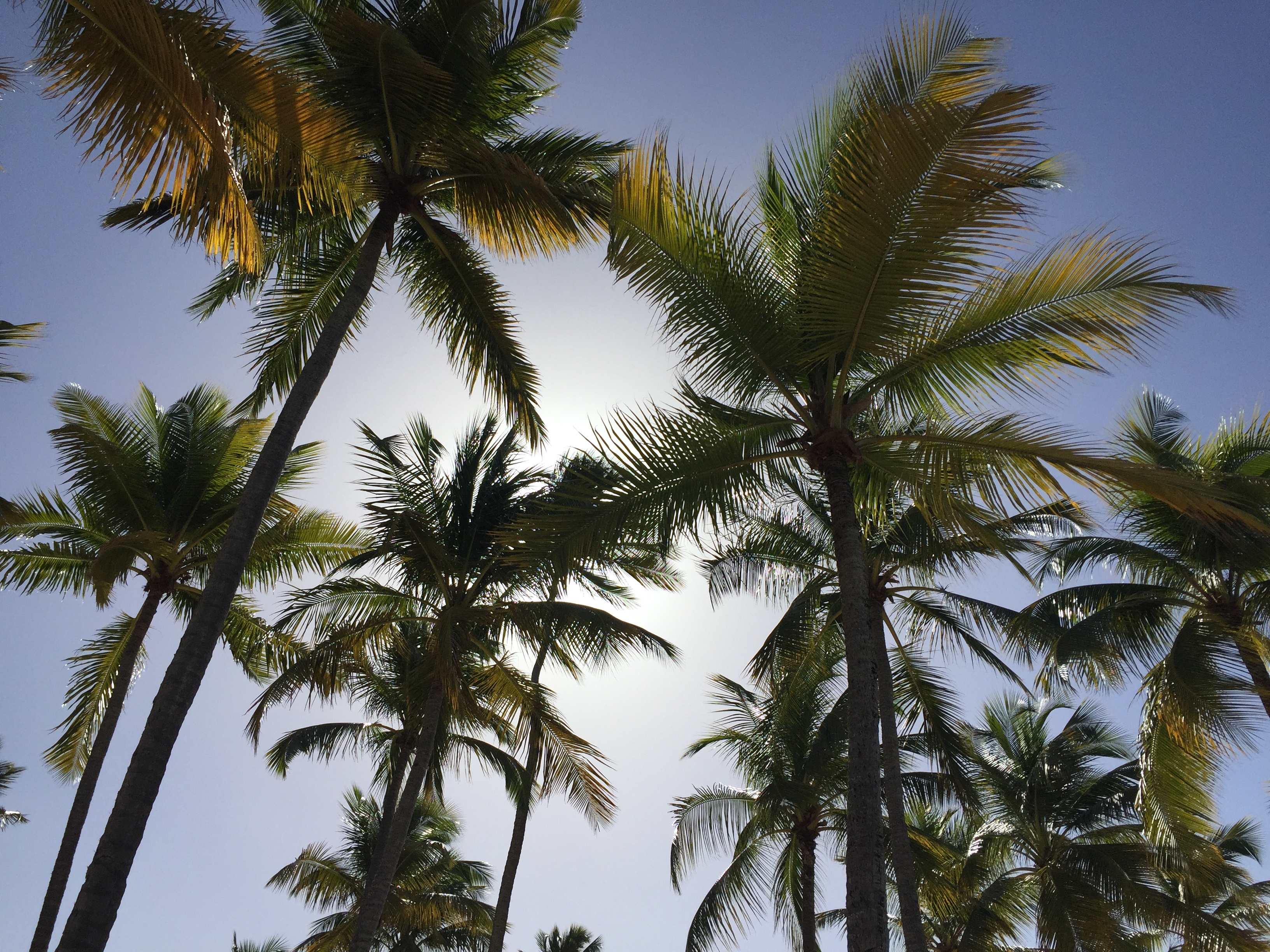 Photo Guadeloupe Plage de la Caravelle 2021-02 72