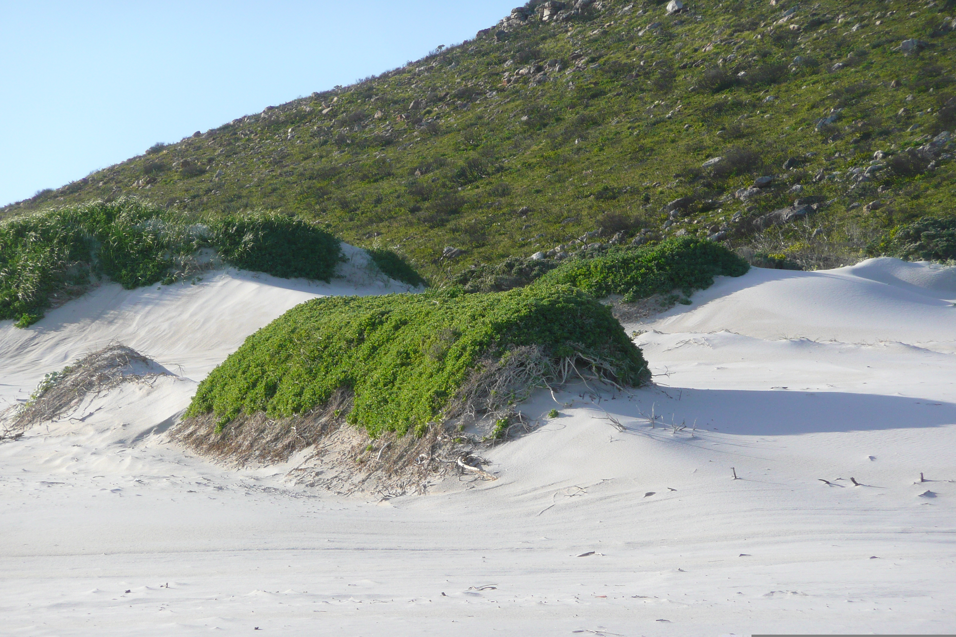 Photo Afrique du Sud Cap de Bonne Espérance 2008-09 5