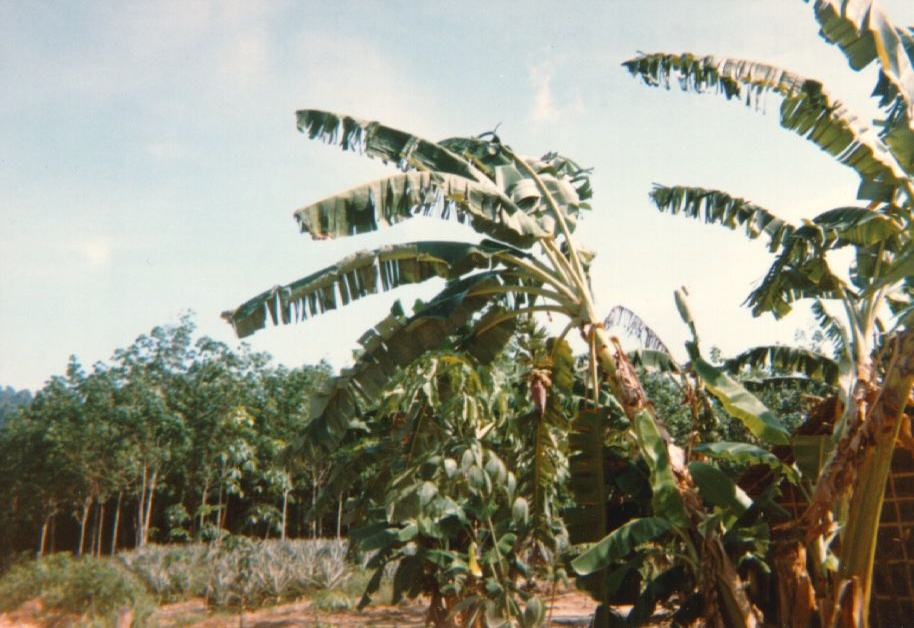 Photo Thaïlande Phuket 1989-04 66