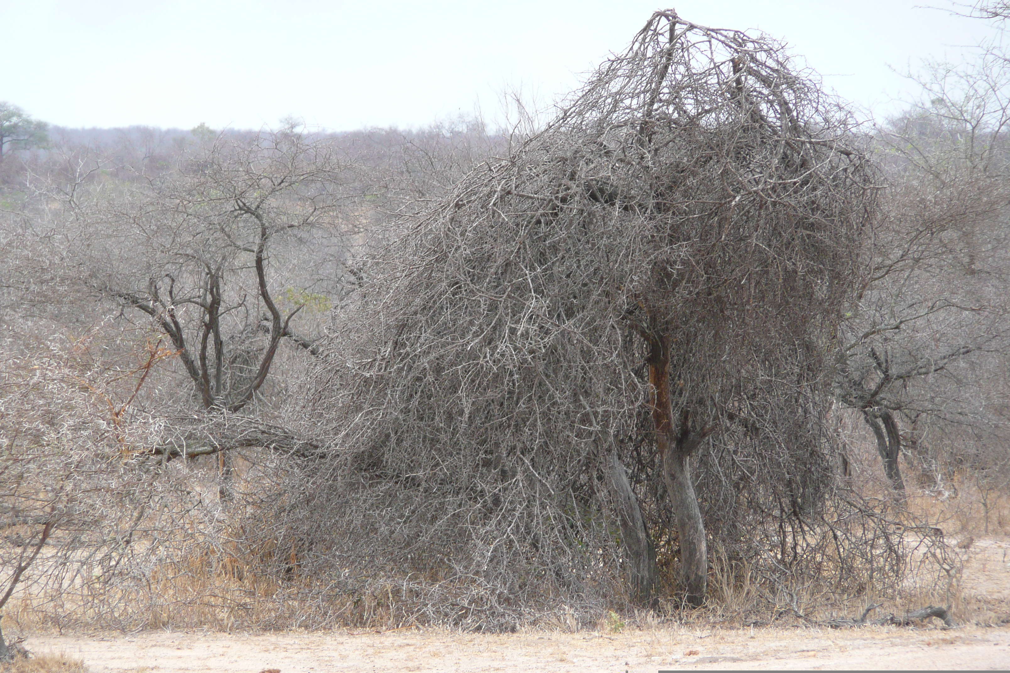 Photo Afrique du Sud Parc National Kruger 2008-09 3