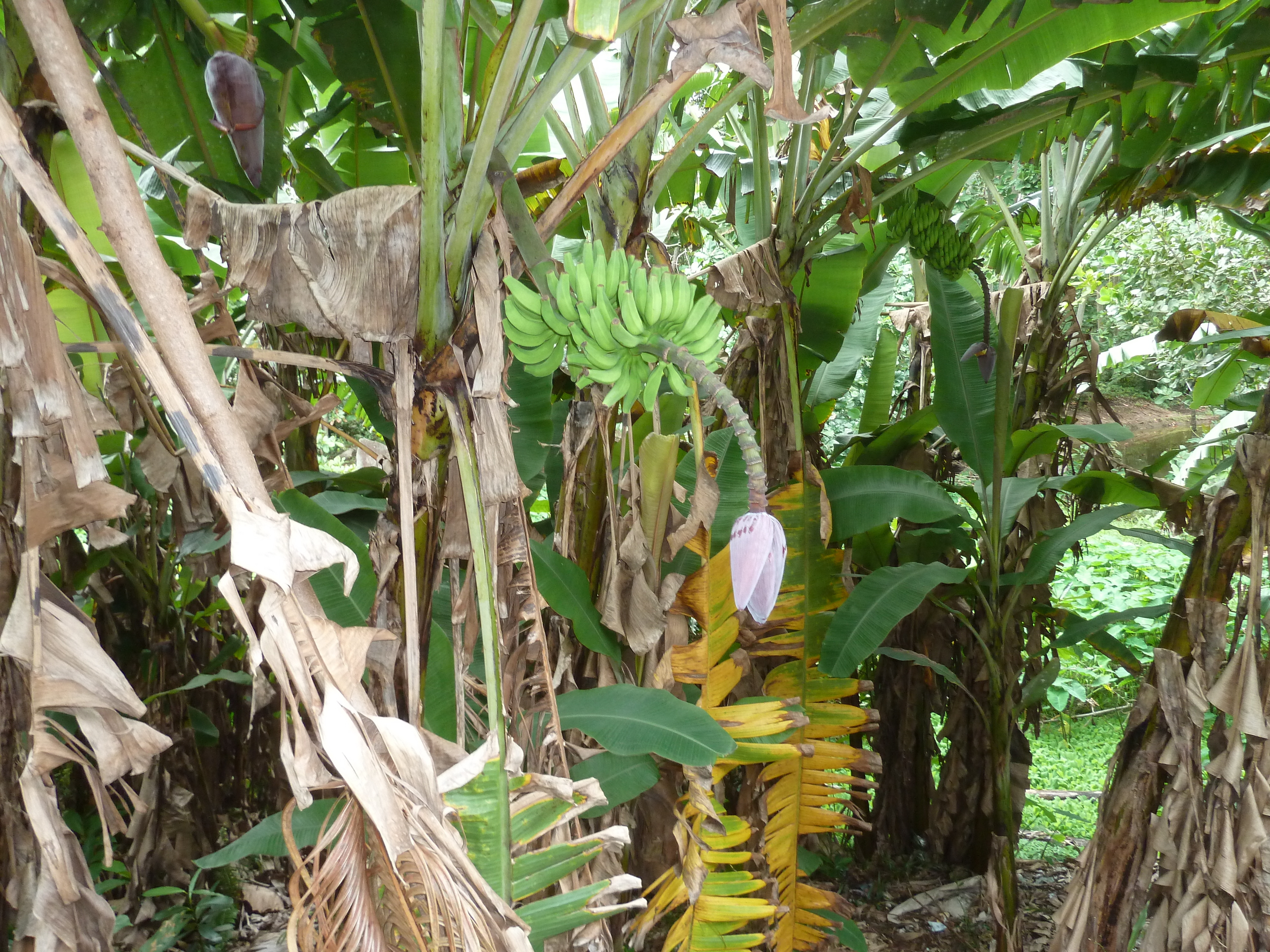 Photo Seychelles La Digue 2011-10 219
