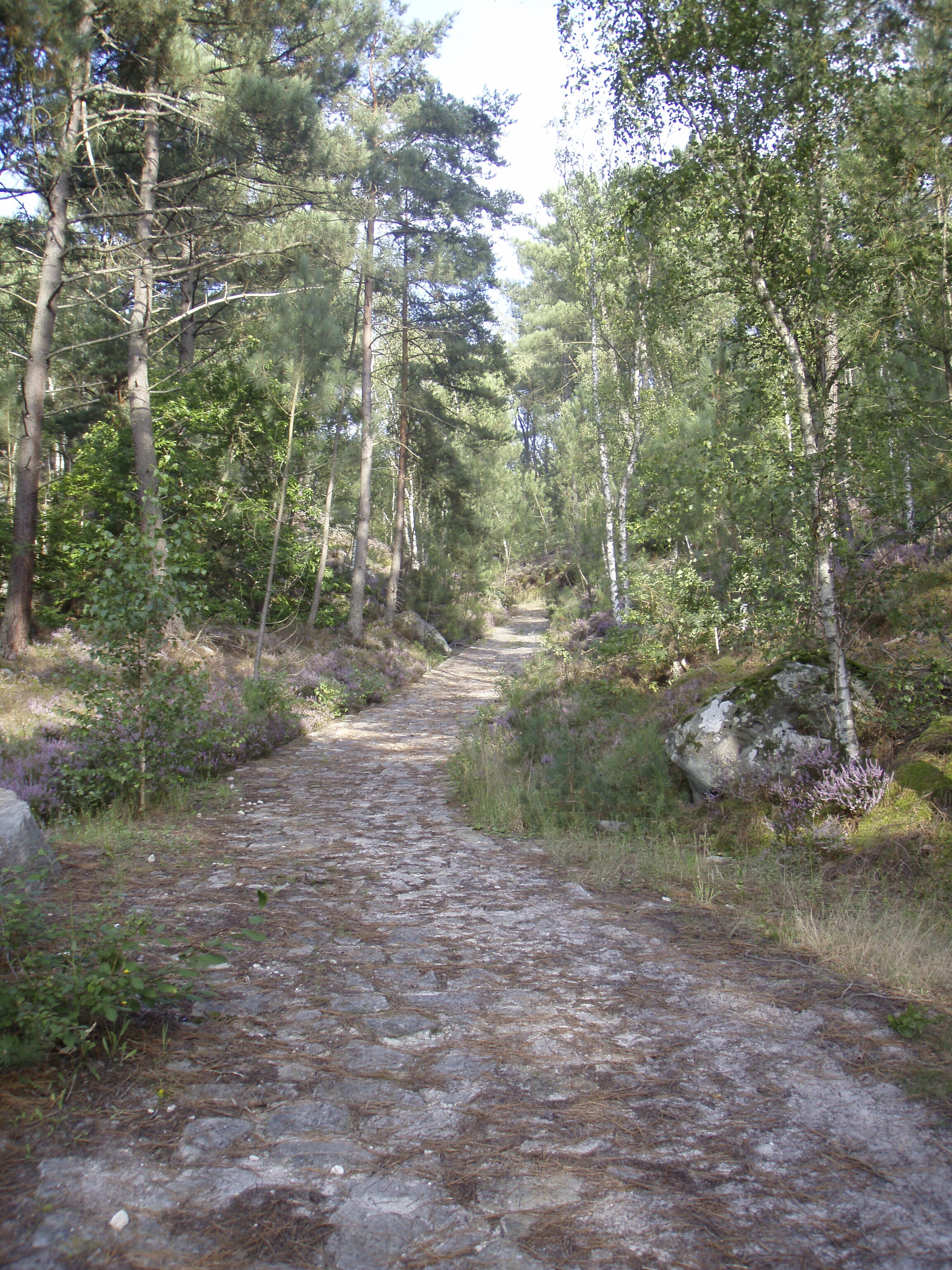 Photo France Fontainebleau Circuit des 25 bosses 2007-08 99