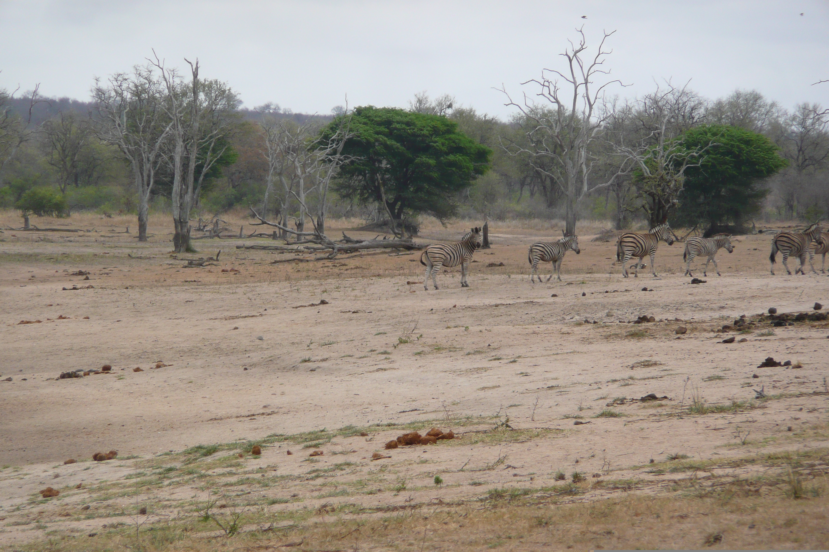 Photo Afrique du Sud Parc National Kruger Mpondo 2008-09 23