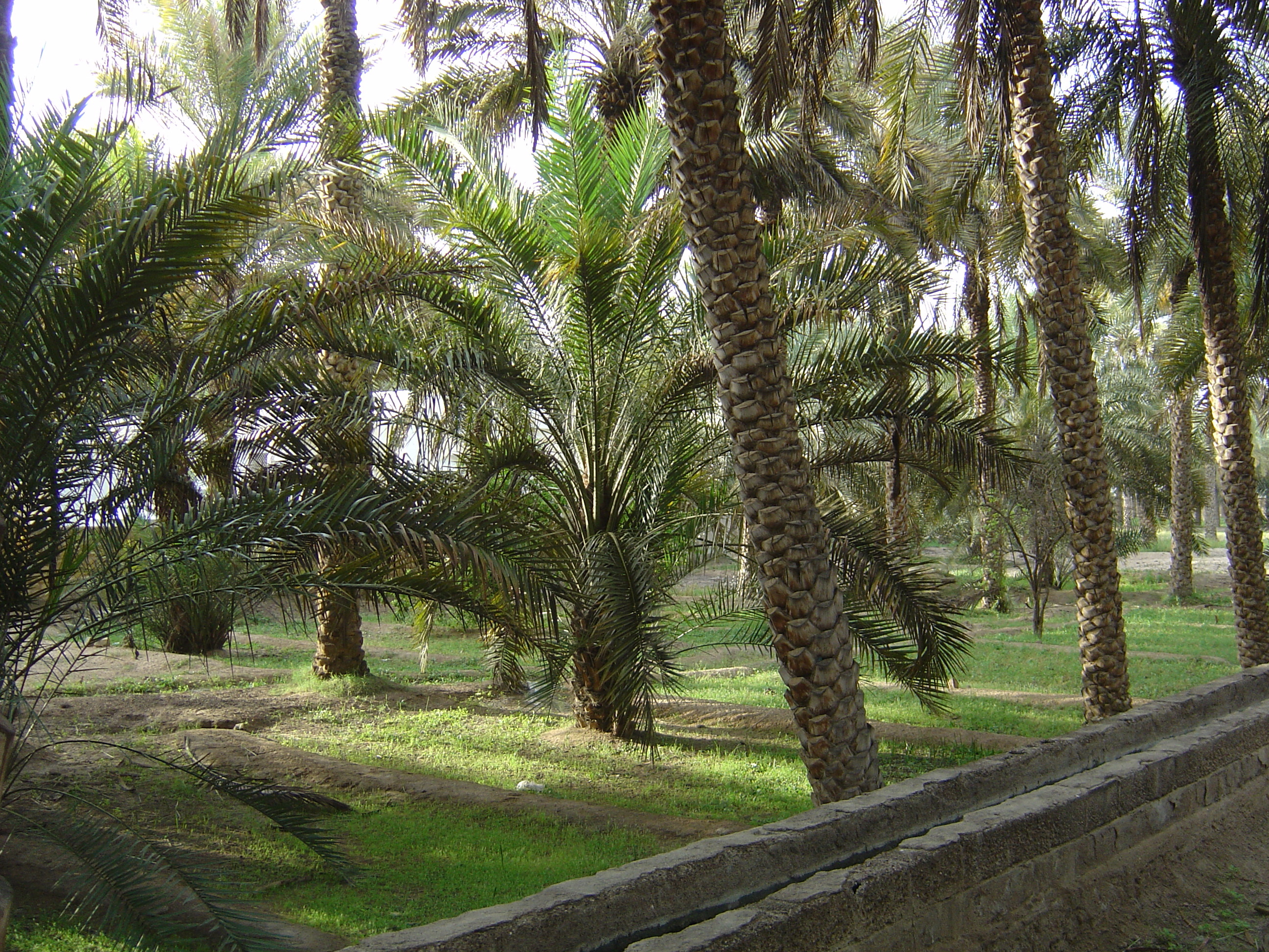 Photo Émirats arabes unis Al Ain Oasis 2005-03 10
