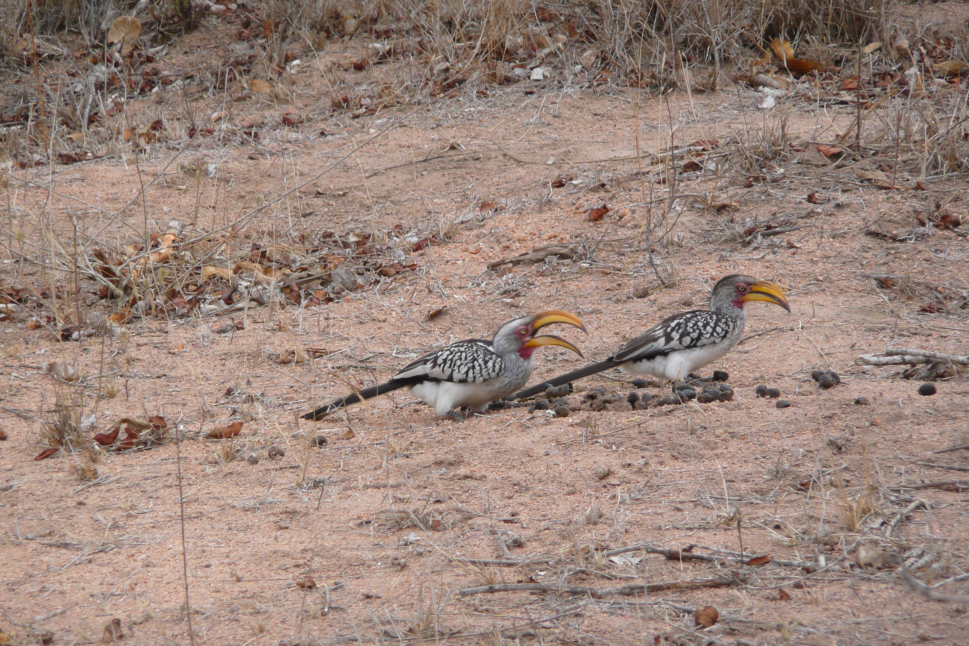 Photo Afrique du Sud Parc National Kruger Mpondo 2008-09 28