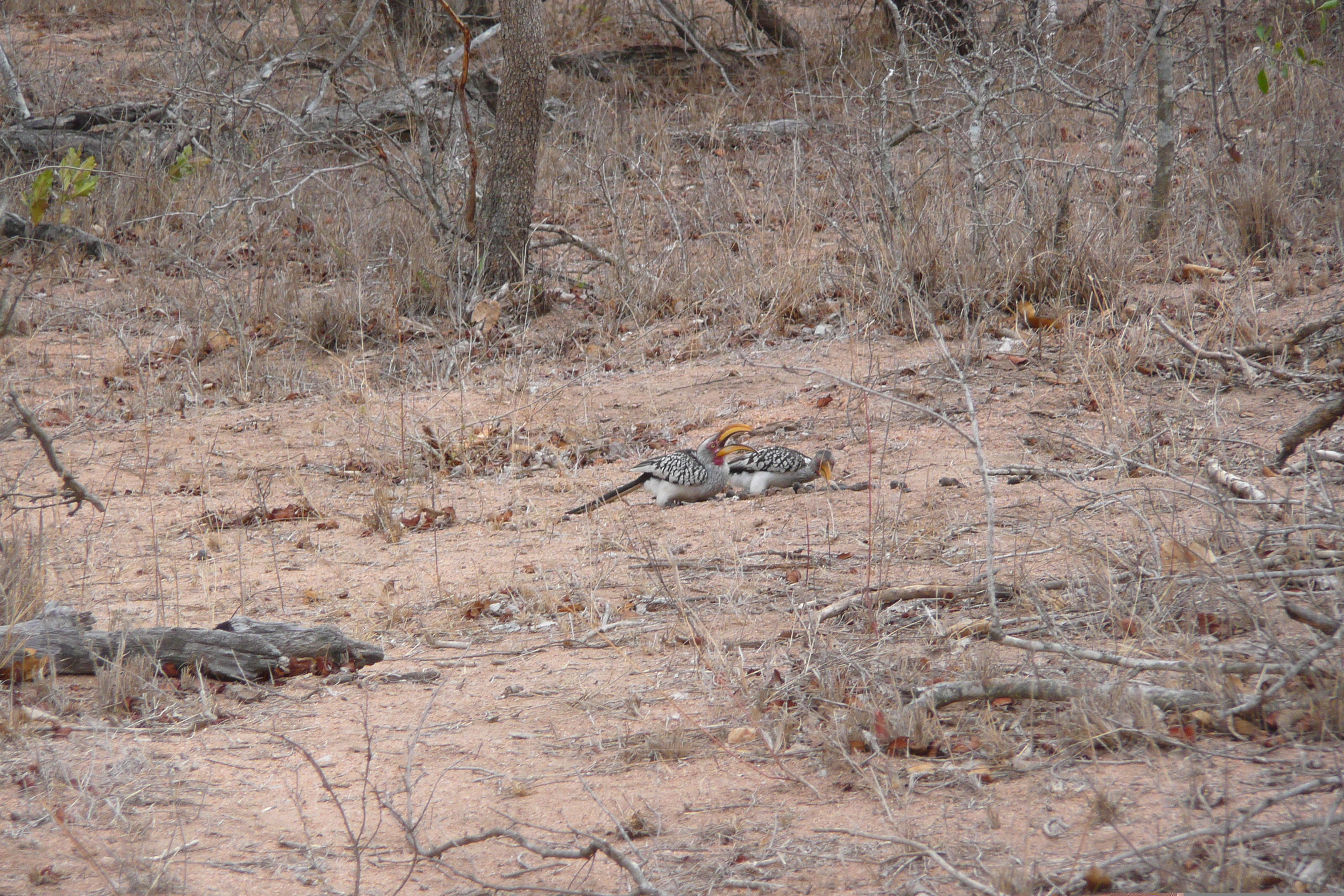 Photo Afrique du Sud Parc National Kruger Mpondo 2008-09 37