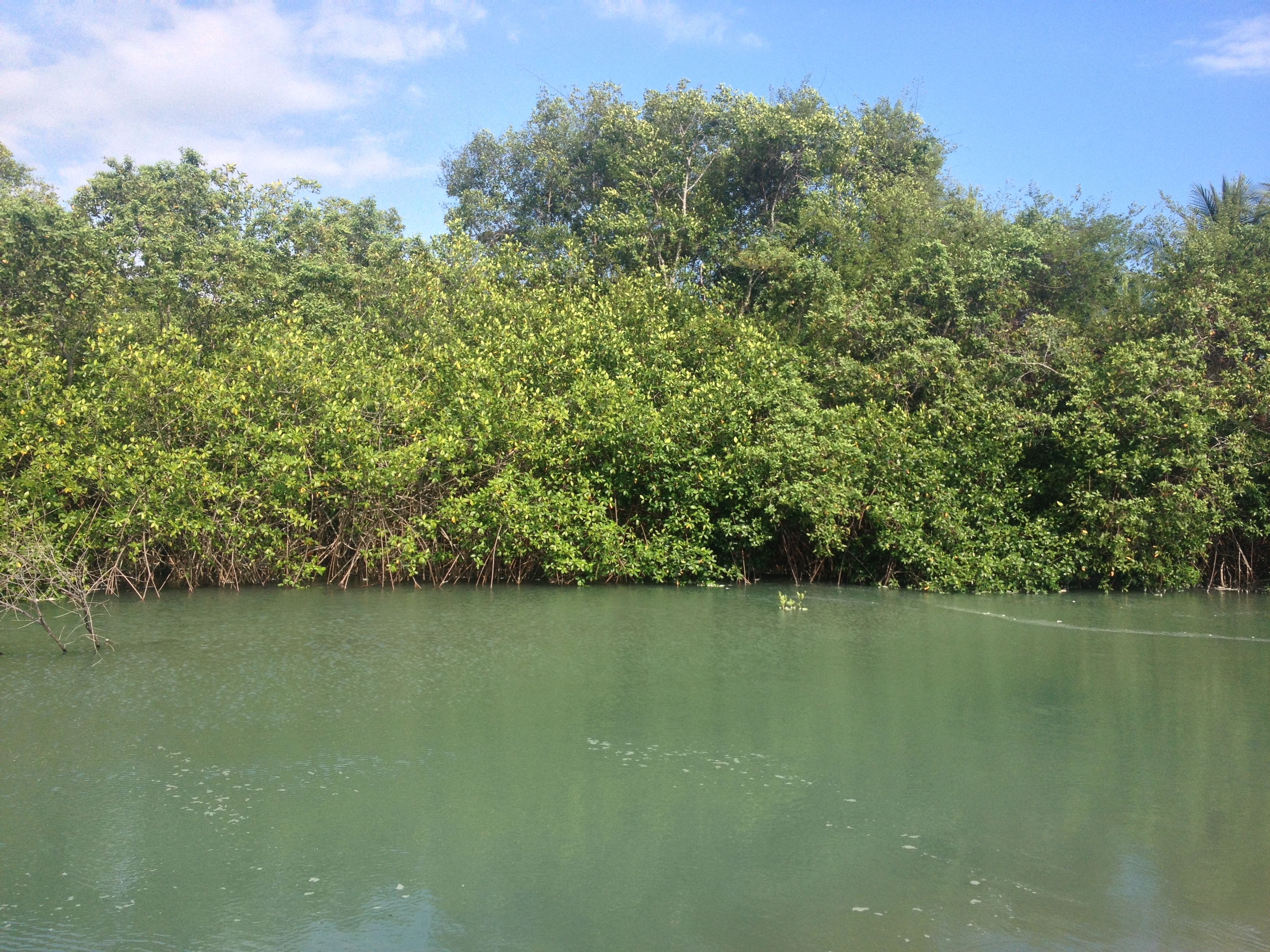 Photo Costa Rica Parc Manuel Antonio 2015-03 347