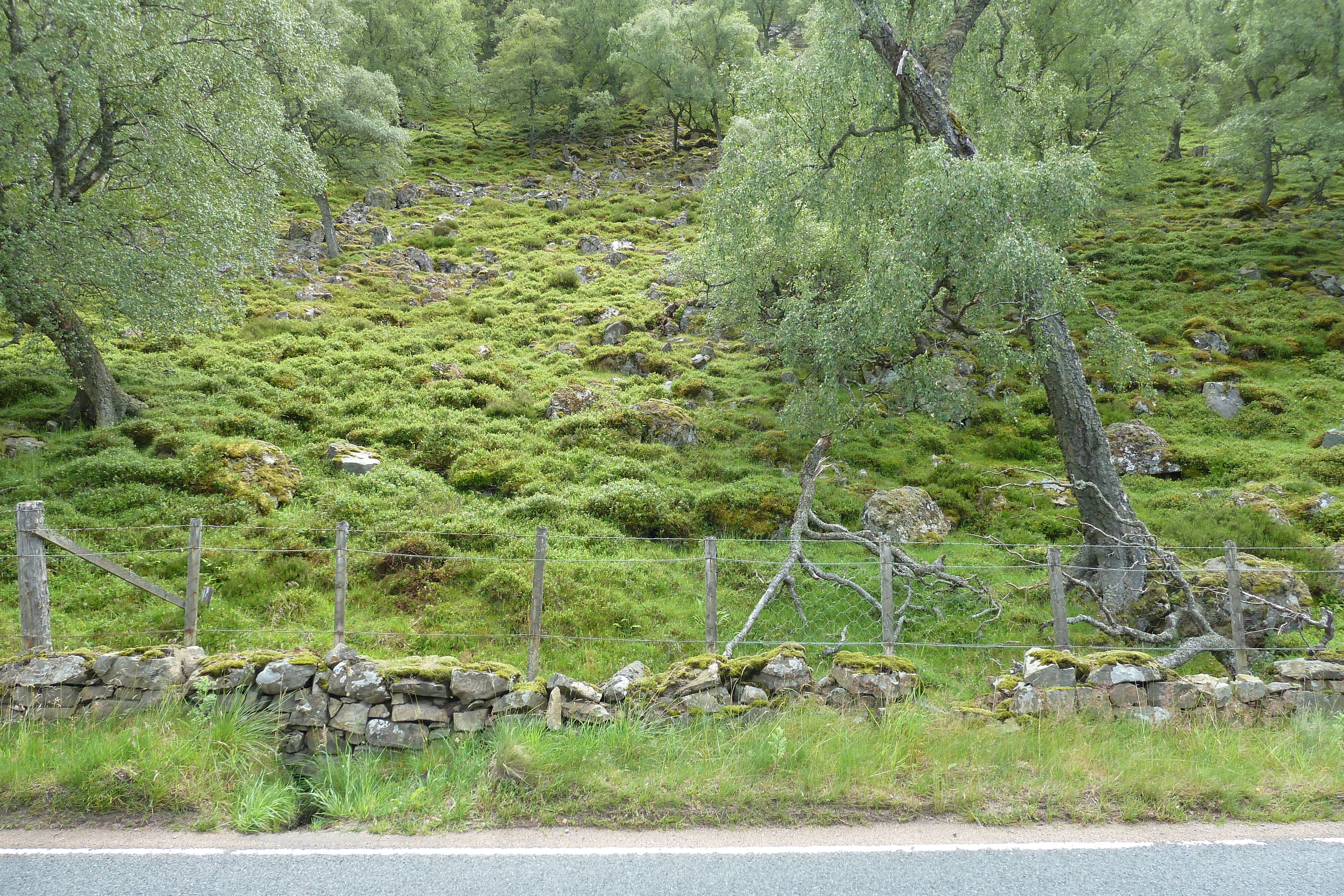 Photo Royaume-Uni Les Cairngorms 2011-07 6