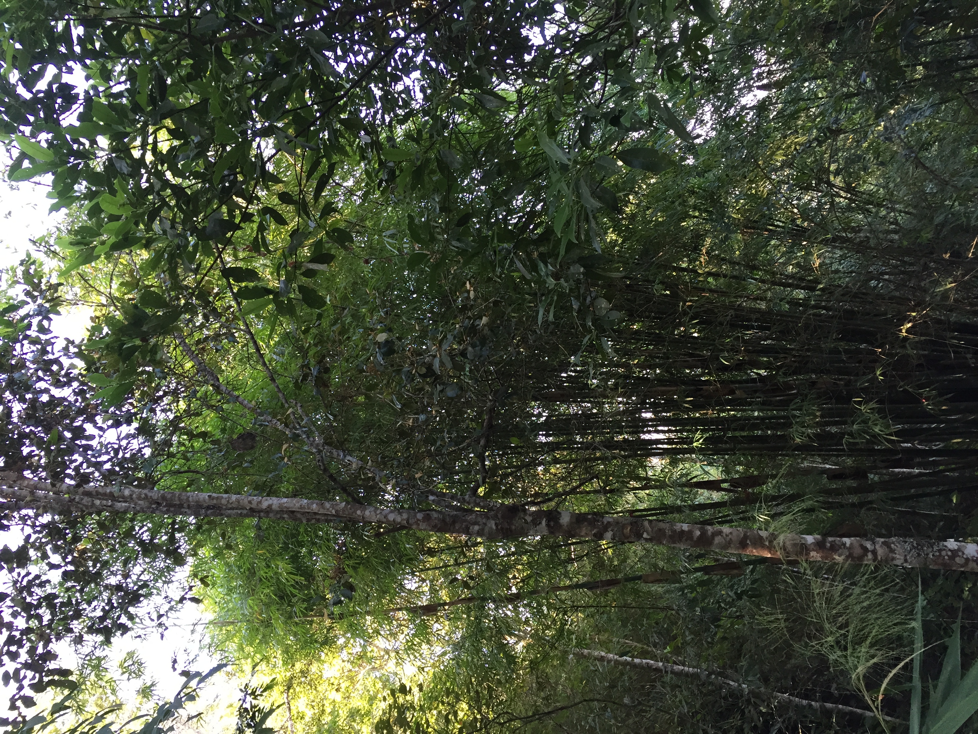 Photo Thaïlande Parc National Phu Hin Rong Kla 2014-12 195