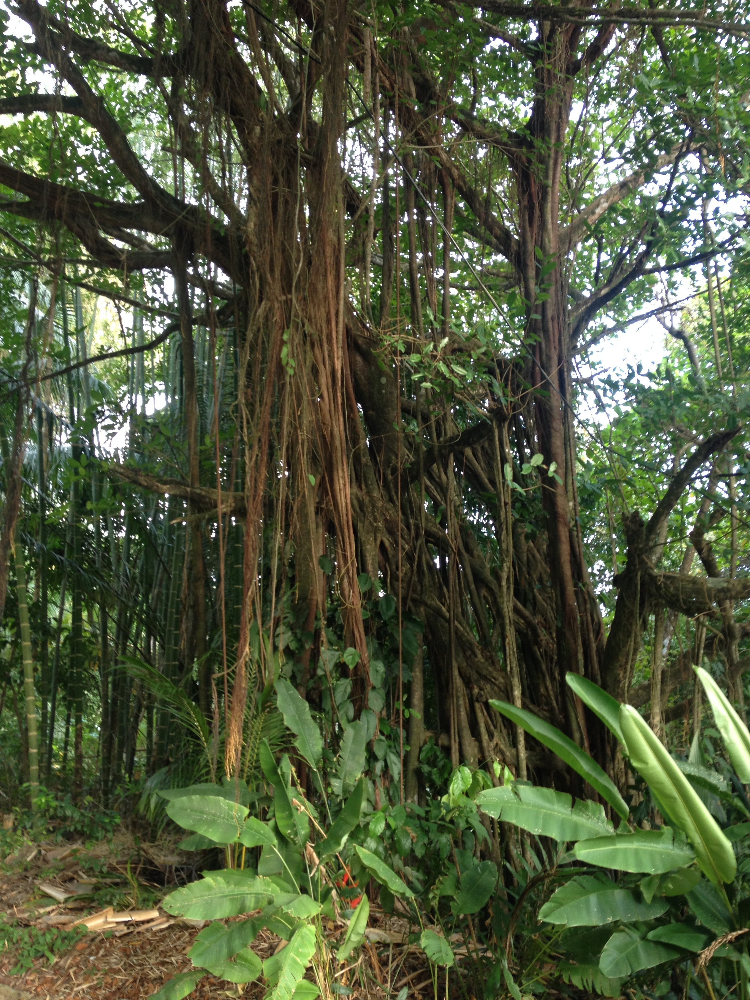 Photo Costa Rica 2015-03 28